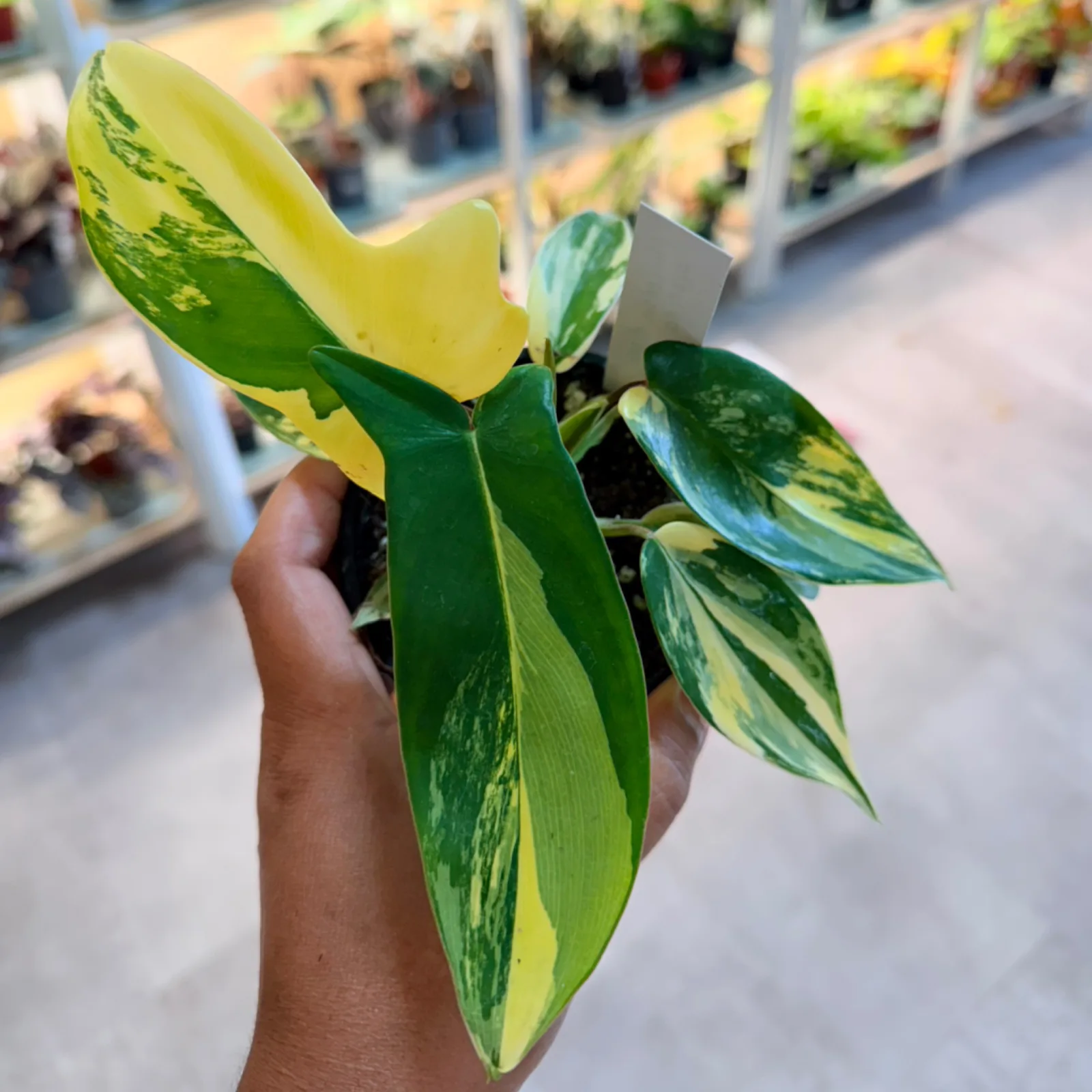 Philodendron Florida Beauty houseplant with variegated green and yellow leaves in white pot.