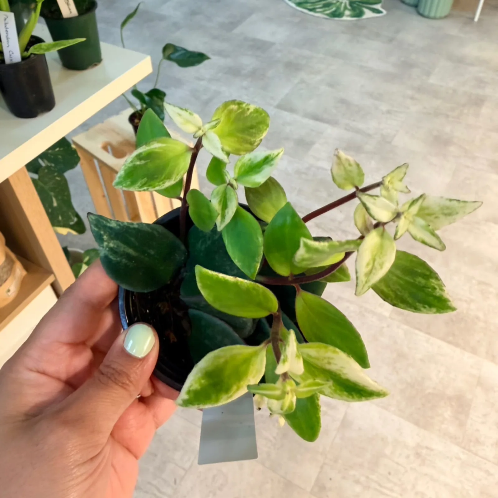 Lipstick Plant Variegated with cream and green variegated leaves in black pot, held in hand.