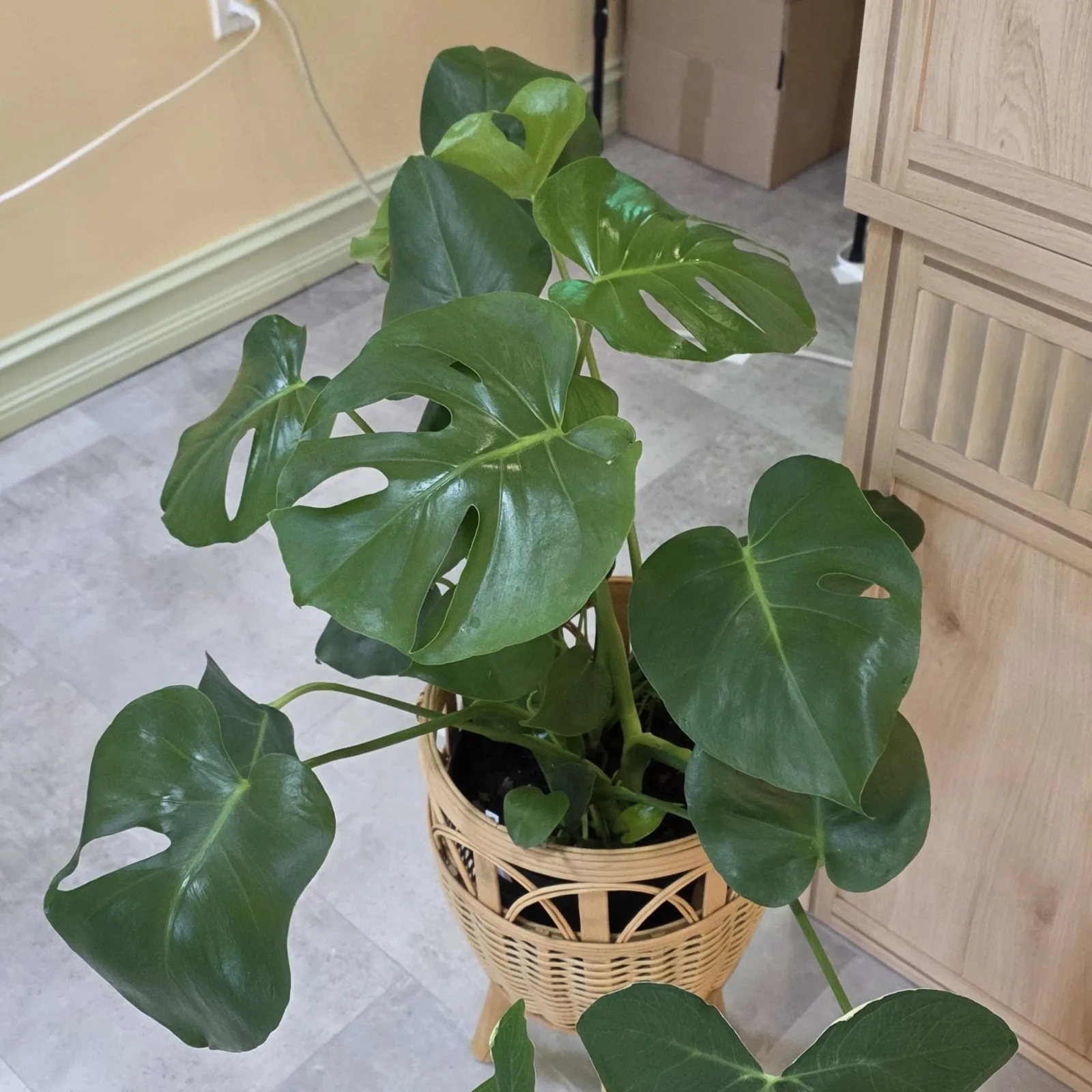Monstera Deliciosa with split leaves in woven basket pot, indoor houseplant.