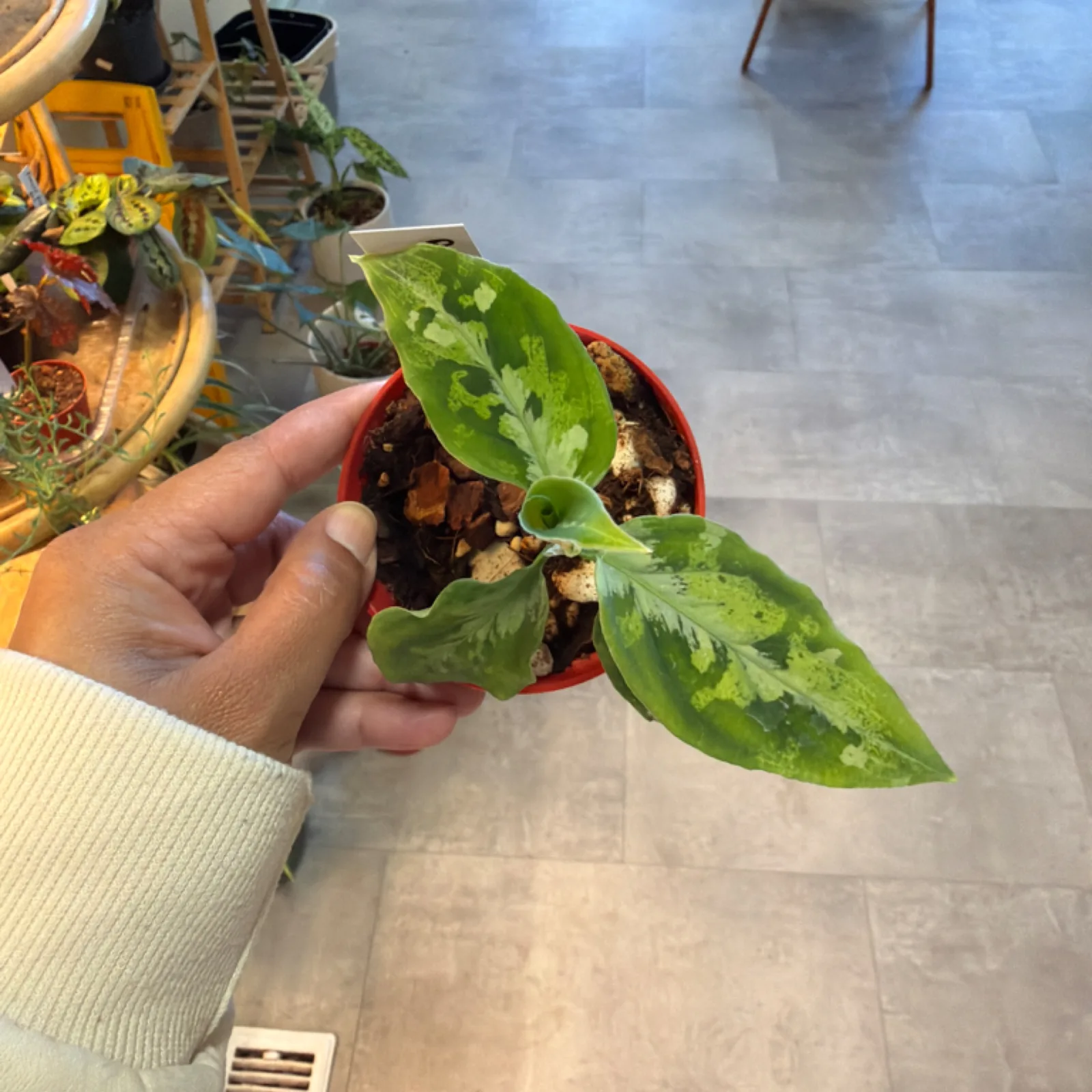 Aglaonema Pictum Peacock houseplant with variegated green leaves in red ceramic pot held in hand.