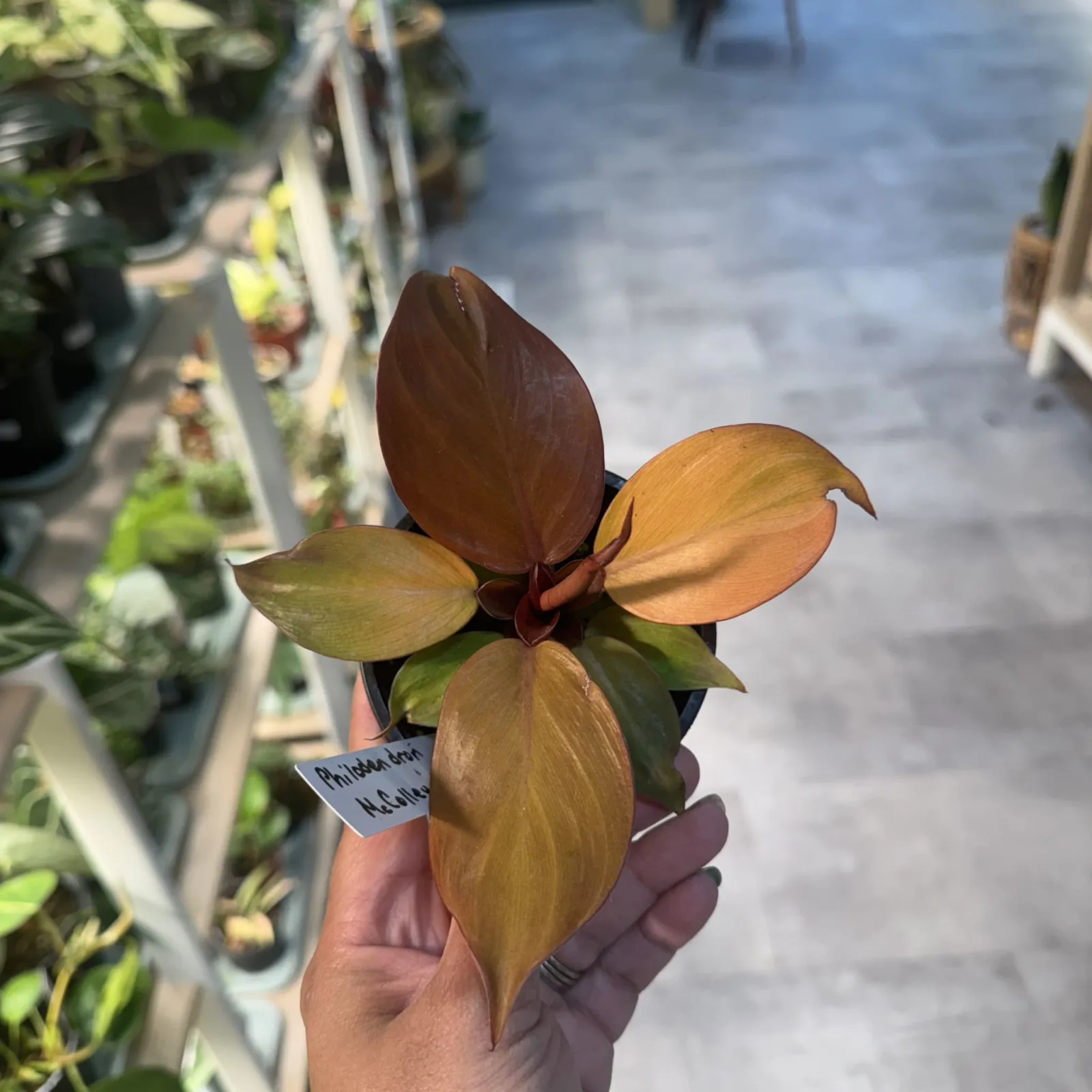 Philodendron McColley's Finale with burgundy and golden leaves held in hand outdoors