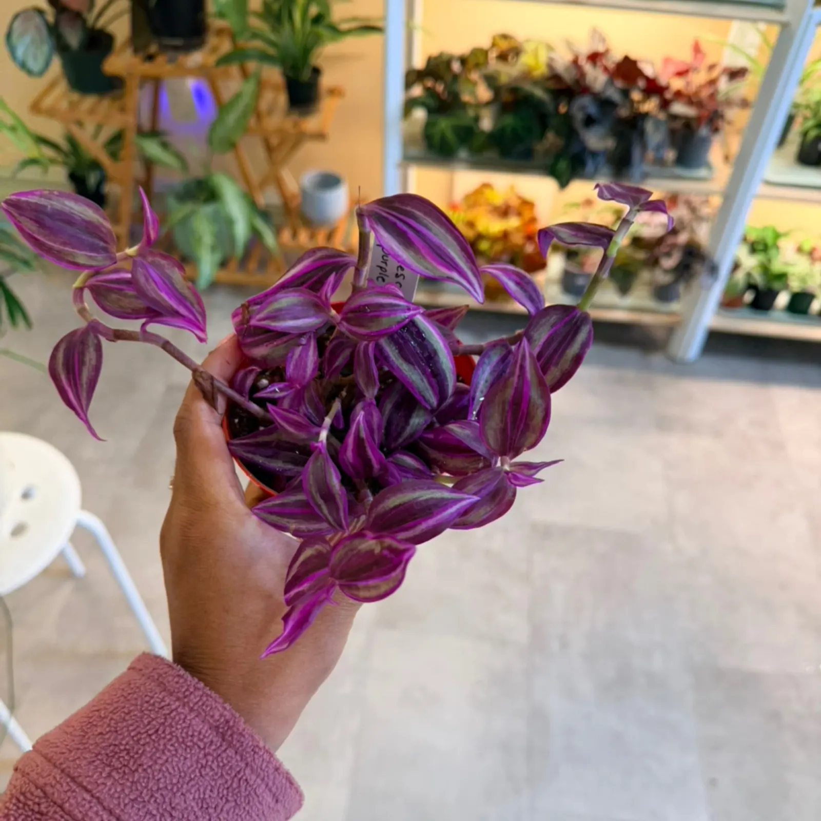 Tradescantia 'Purple Passion' with vibrant purple striped leaves held in hand at garden center