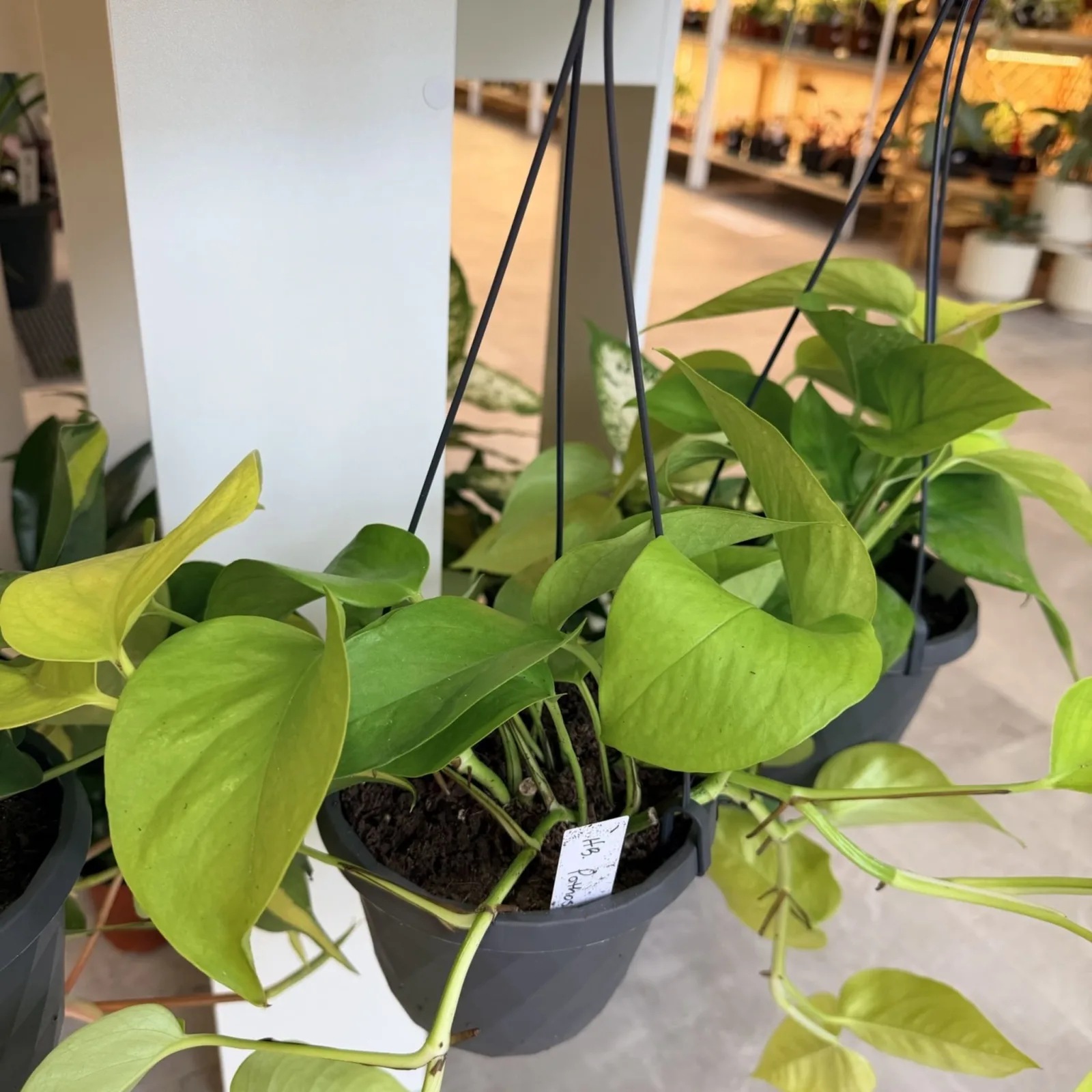 Pothos Neon HB hanging plant with bright lime-green leaves in gray pot indoors.