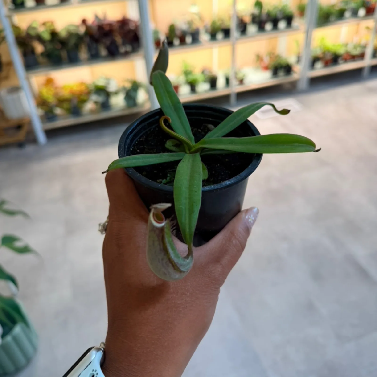 Nepenthes Pitcher Plant — image 2