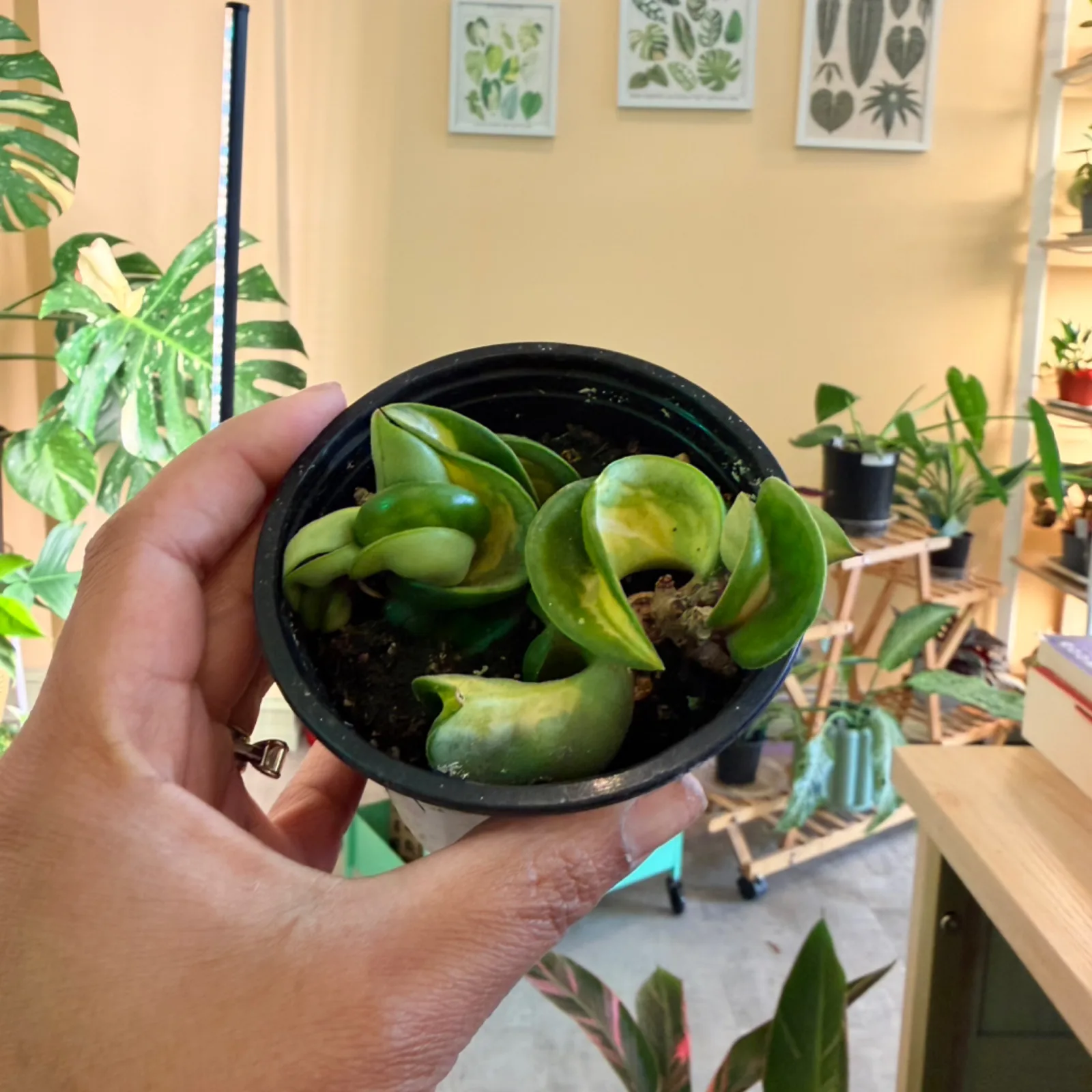 Hoya Compacta Variegated with twisted green and cream leaves in small black nursery pot