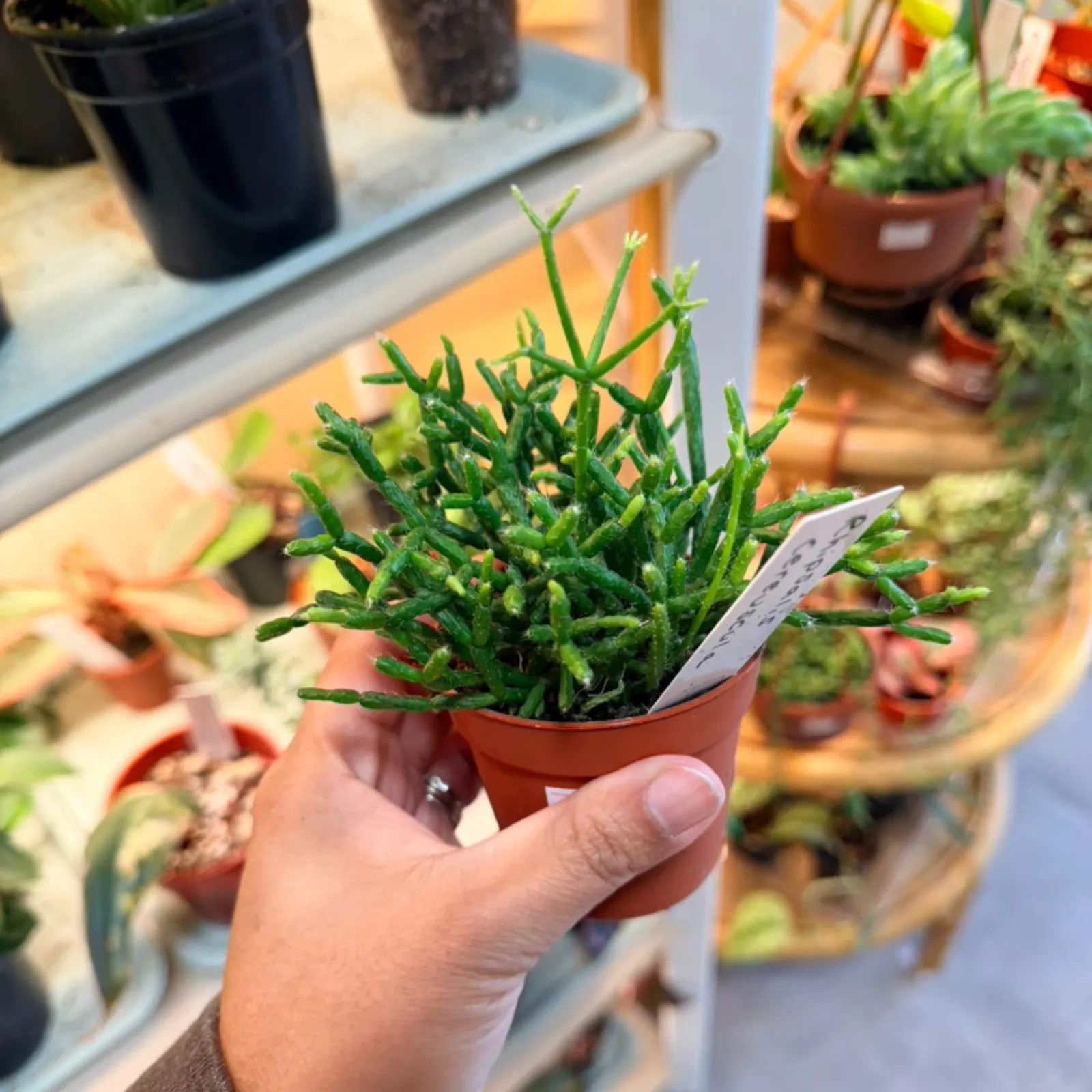 Rhipsalis Cereuscula succulent plant with thin green stems in small terracotta pot.
