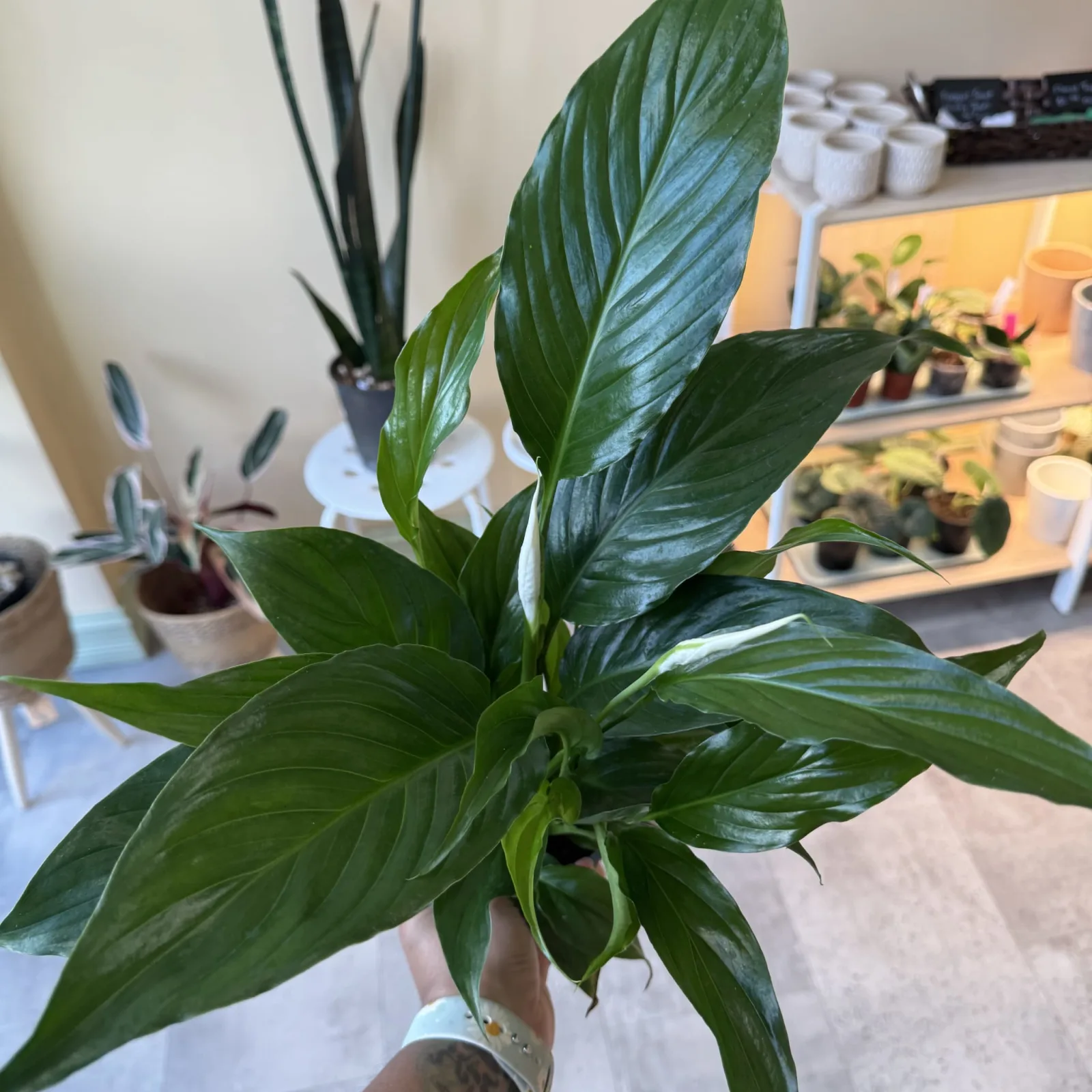Peace Lily with dark green leaves in white ceramic pot, indoor houseplant