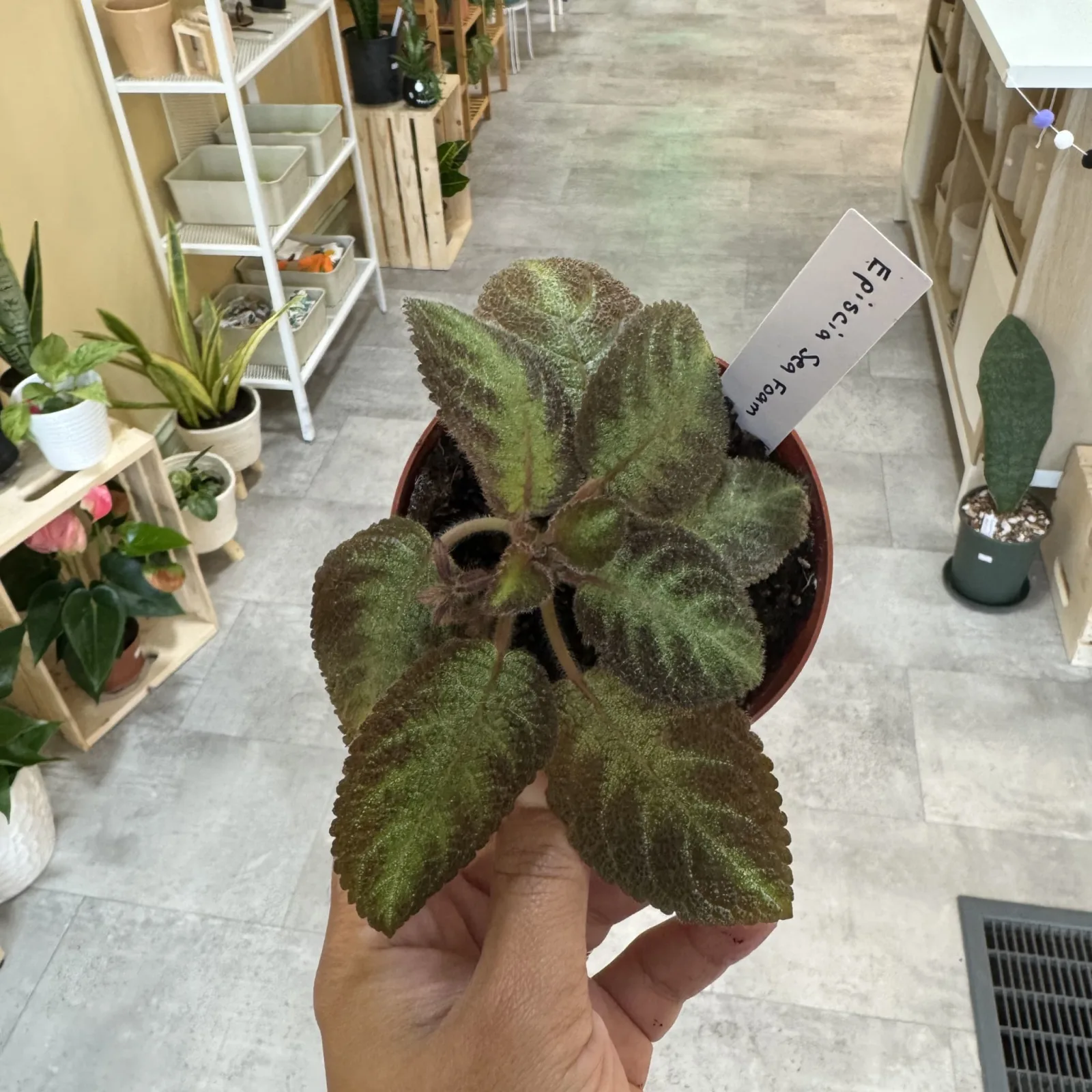 Episcia Sea Foam houseplant with fuzzy green leaves in terracotta pot, held in hand.