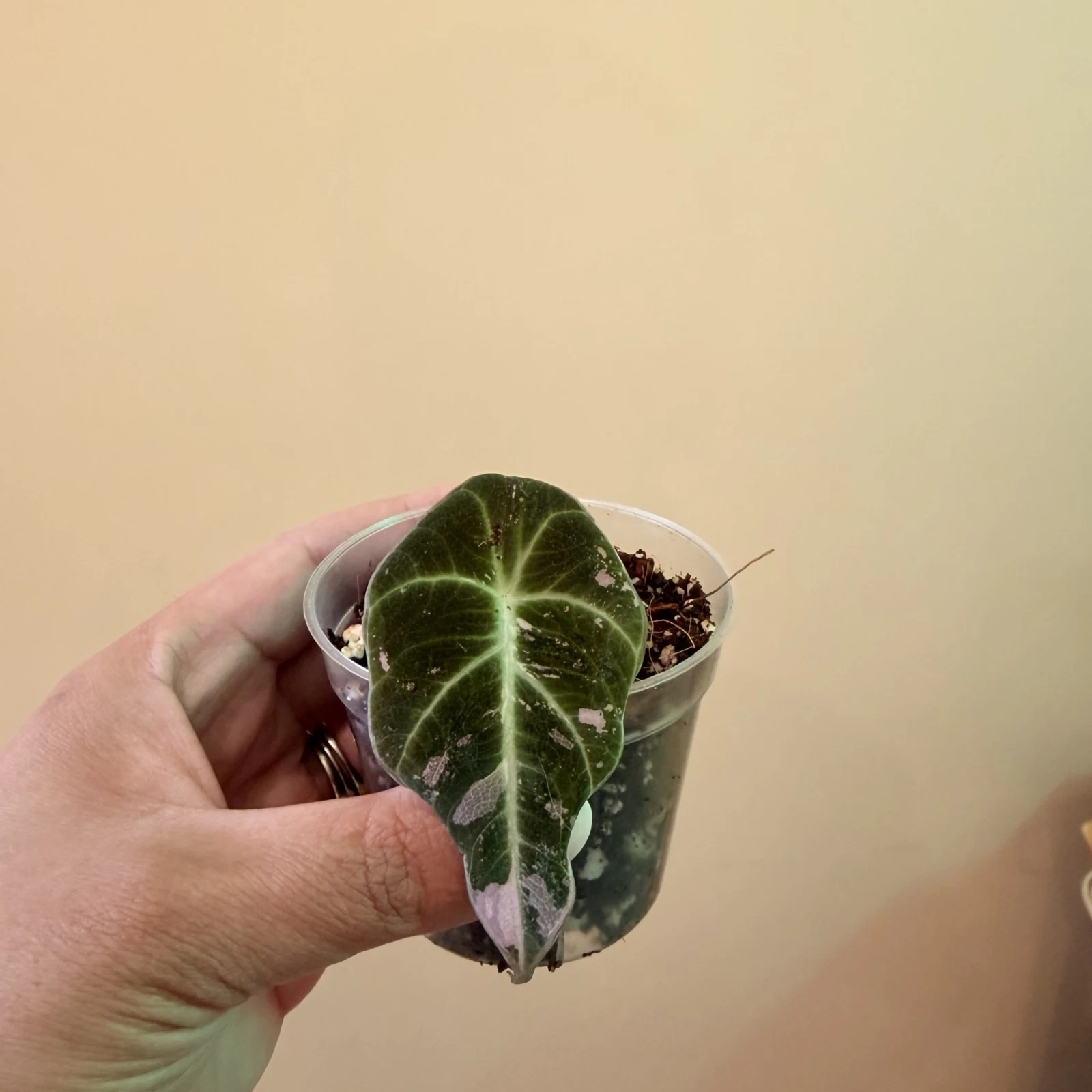 Alocasia Black Velvet Pink Variegation — image 2