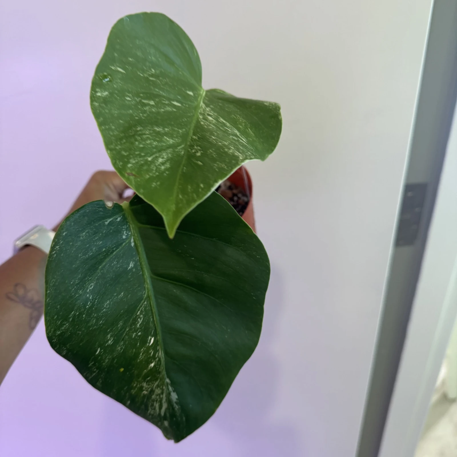 Monstera Albo (Low Variegation) — image 4