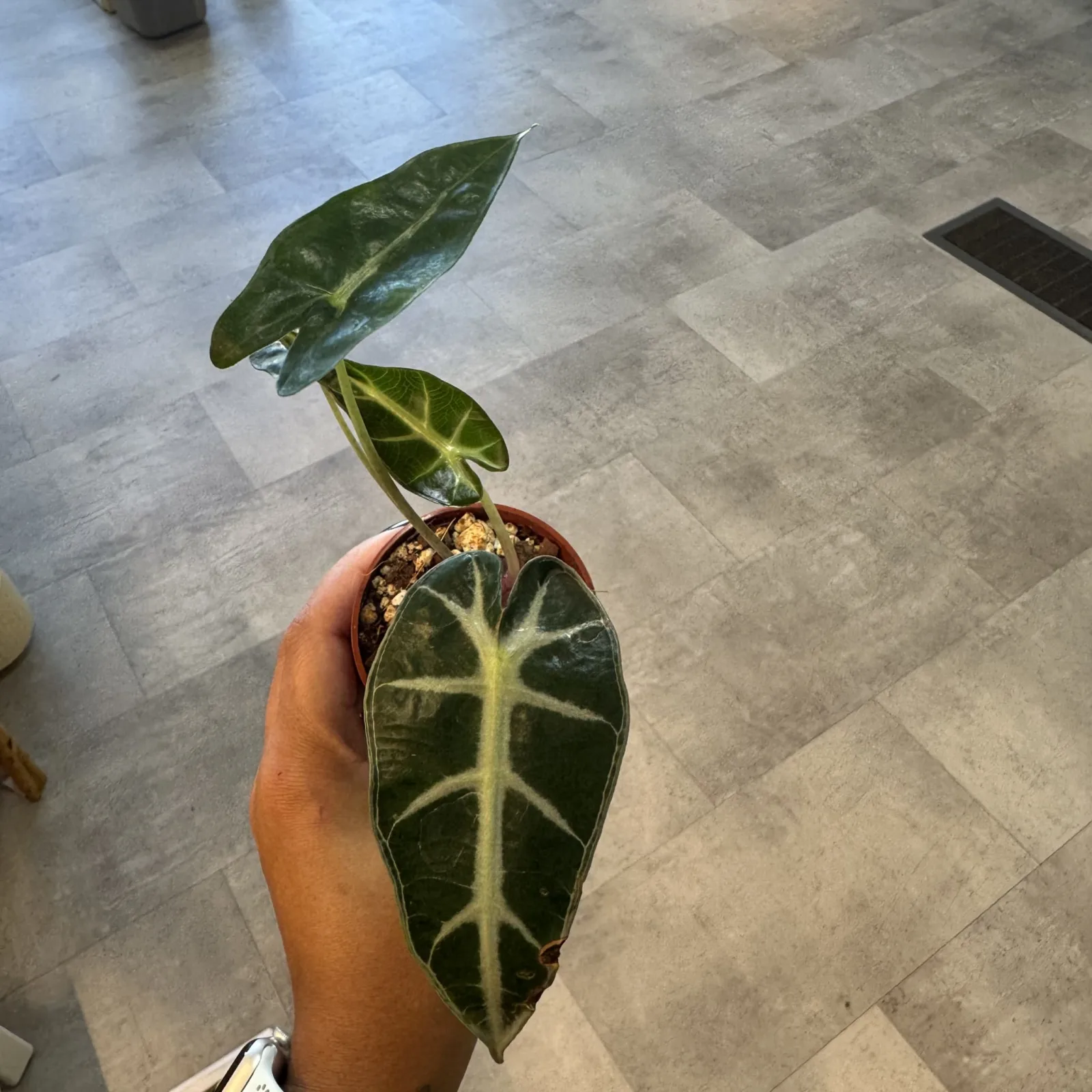 Alocasia Bambino houseplant with dark green leaves and pale veins in terracotta pot.