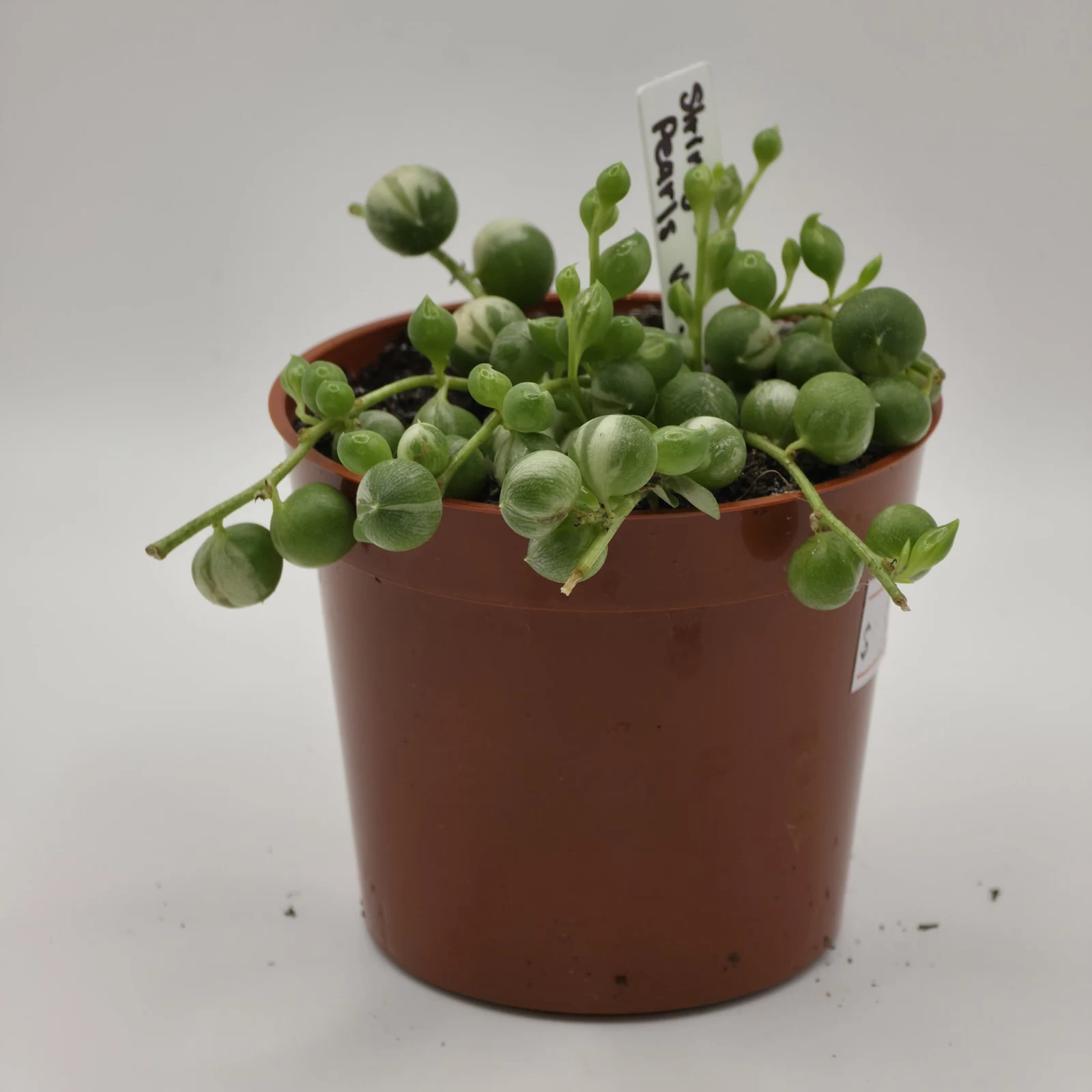 String of Pearls succulent in terracotta pot with cascading green bead-like leaves.
