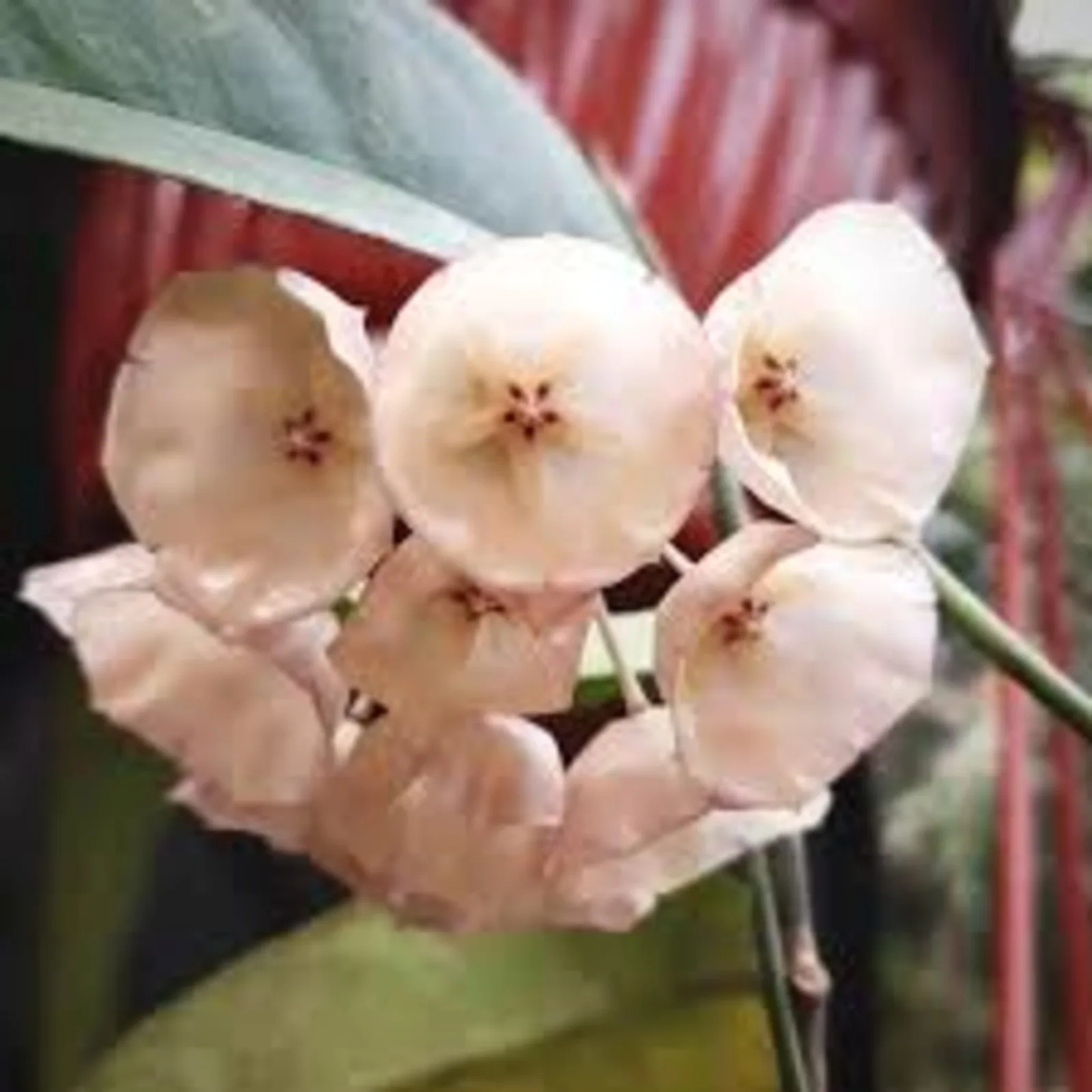 Hoya Campanulata — image 2