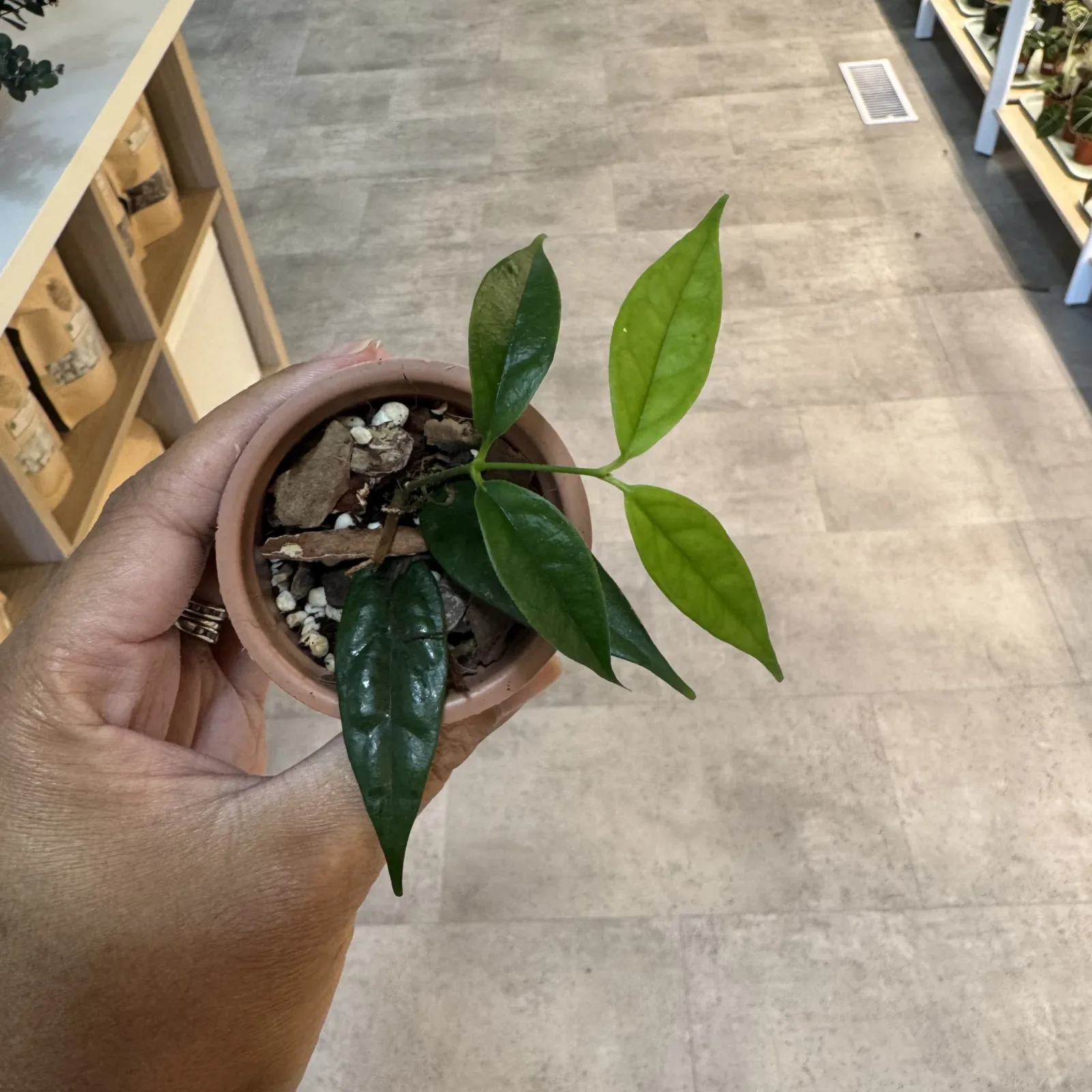 Hoya Campanulata small potted plant with green leaves in terracotta pot, held in hand.