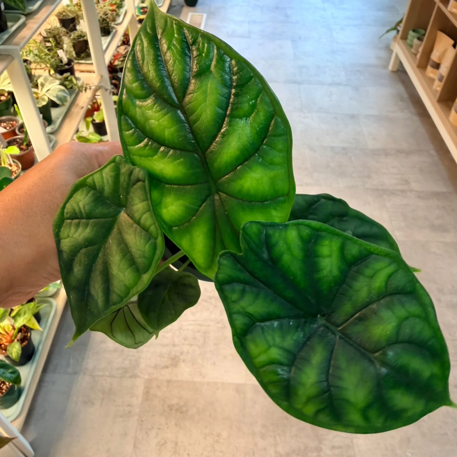 Alocasia 'Dragon Scale' houseplant with textured green leaves held in hand, displayed in store.