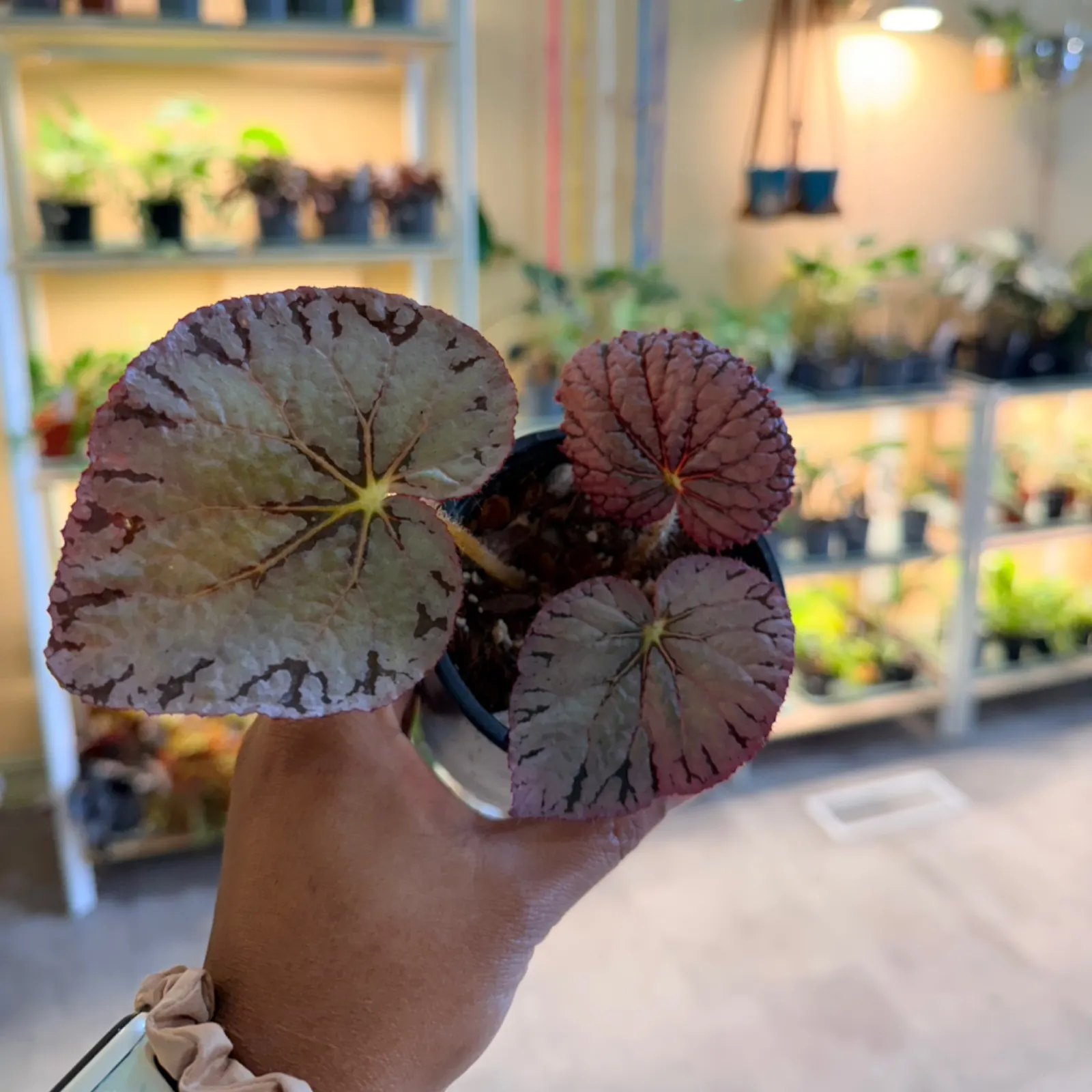 Begonia Rex "Silver Dollar" with burgundy patterned leaves in terracotta pot indoors.