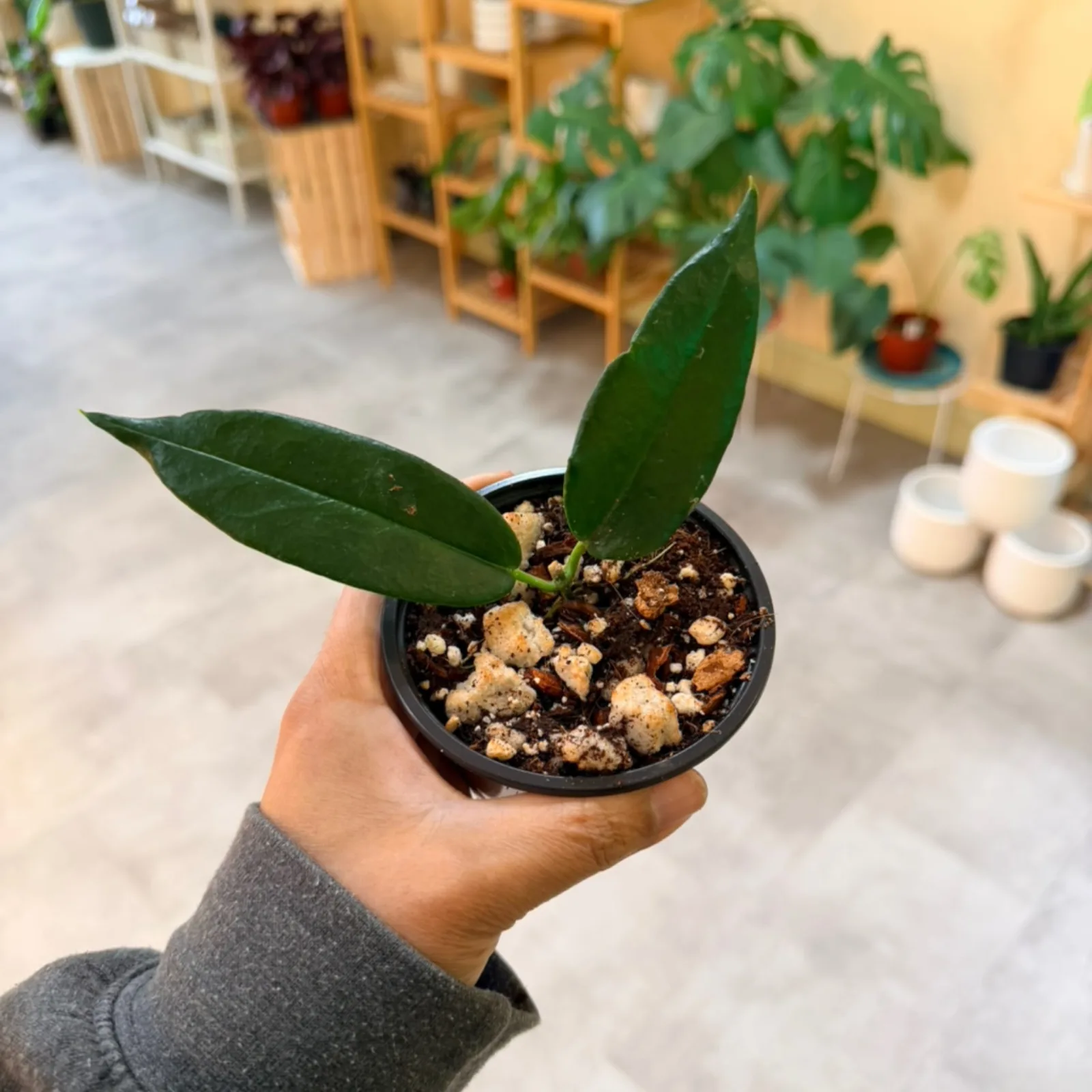 Hoya Kaimuki houseplant with two green leaves in small black pot with soil.