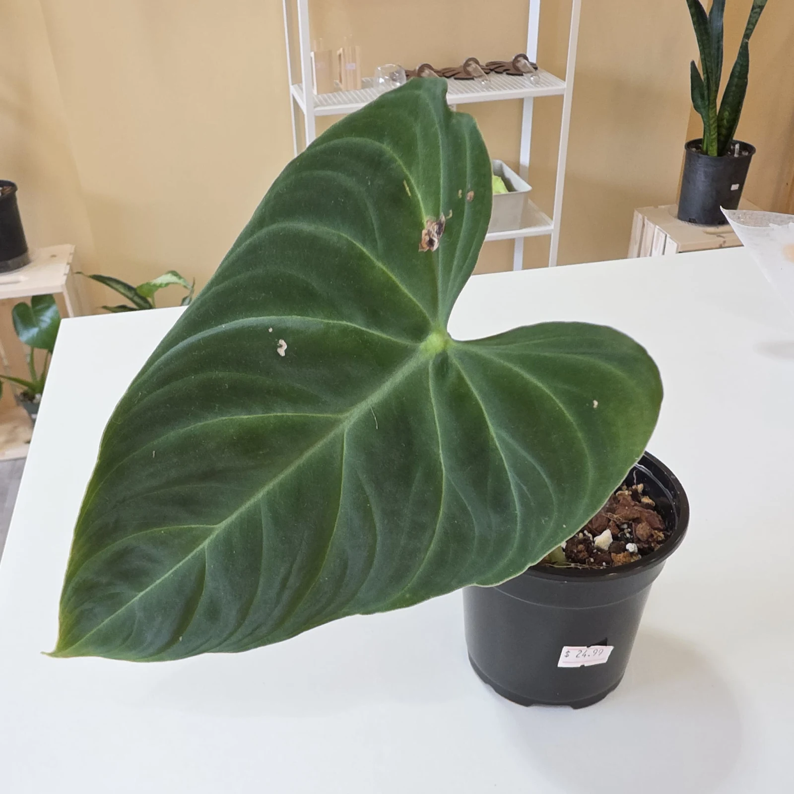 Philodendron Splendid with large heart-shaped leaf in clear glass pot indoors