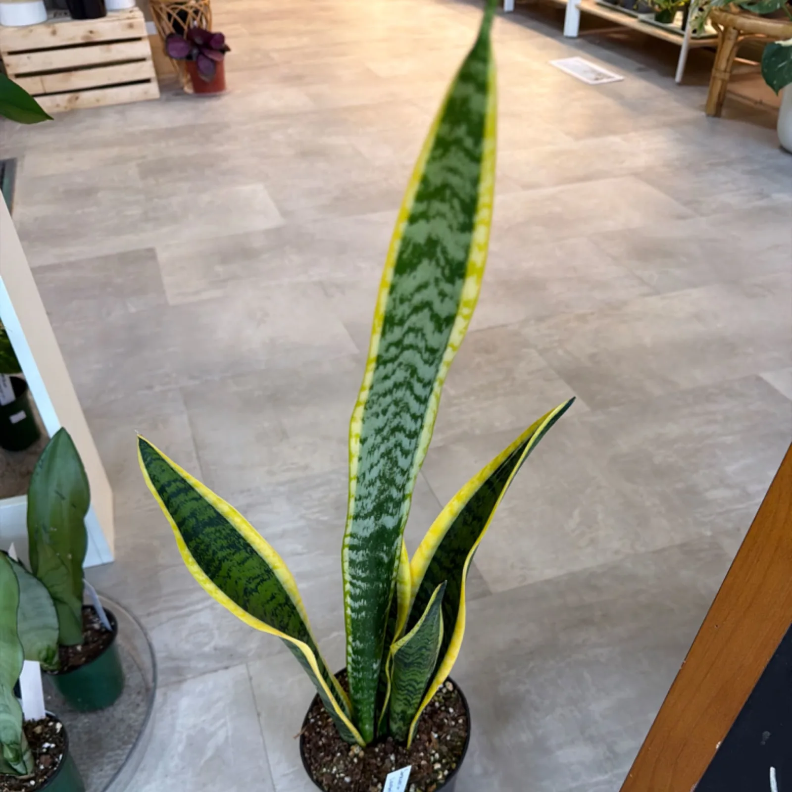Sansevieria Laurentii 6" with yellow-edged green leaves in terracotta pot indoors.
