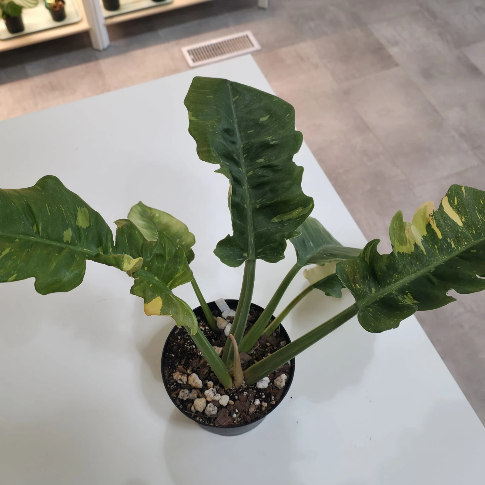 Philodendron Ring of Fire — image 2
