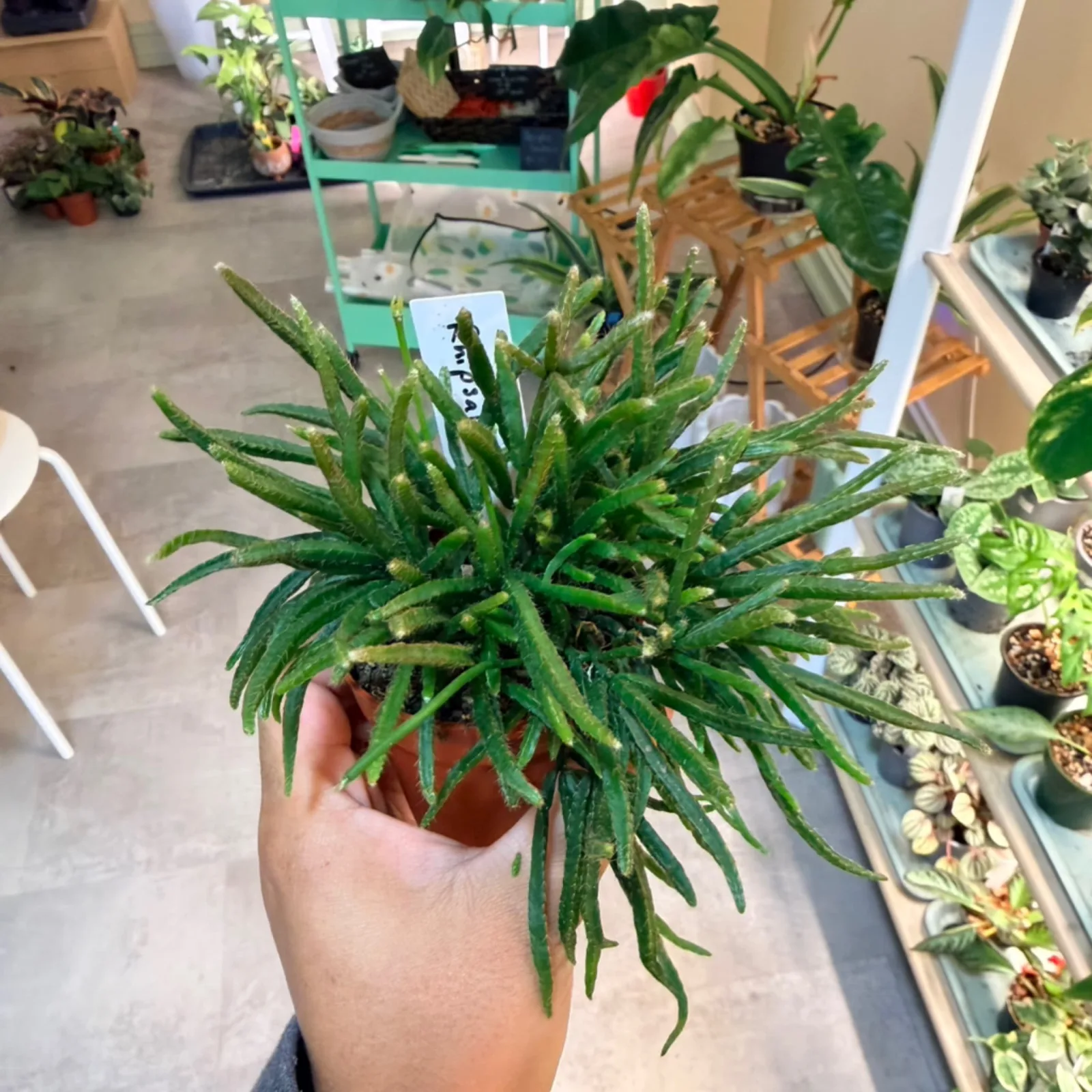 Rhipsalis unknown houseplant with long green trailing stems in terracotta pot held in hand.