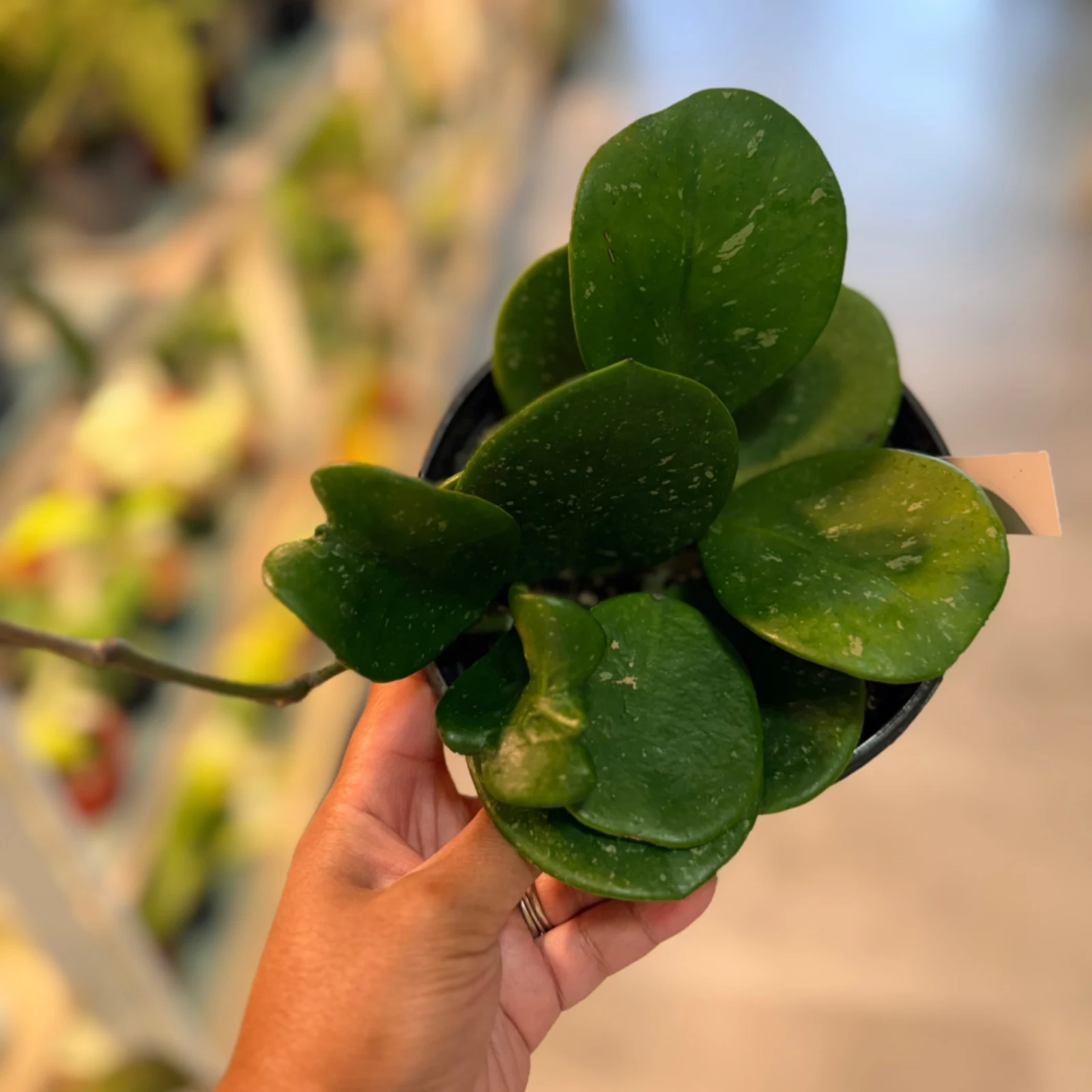 Hoya obovata Splash houseplant with variegated round leaves in small black pot.