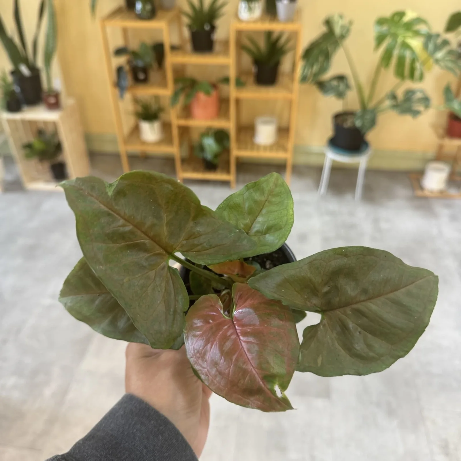 Syngonium Merry Maria houseplant with heart-shaped leaves held in hand indoors