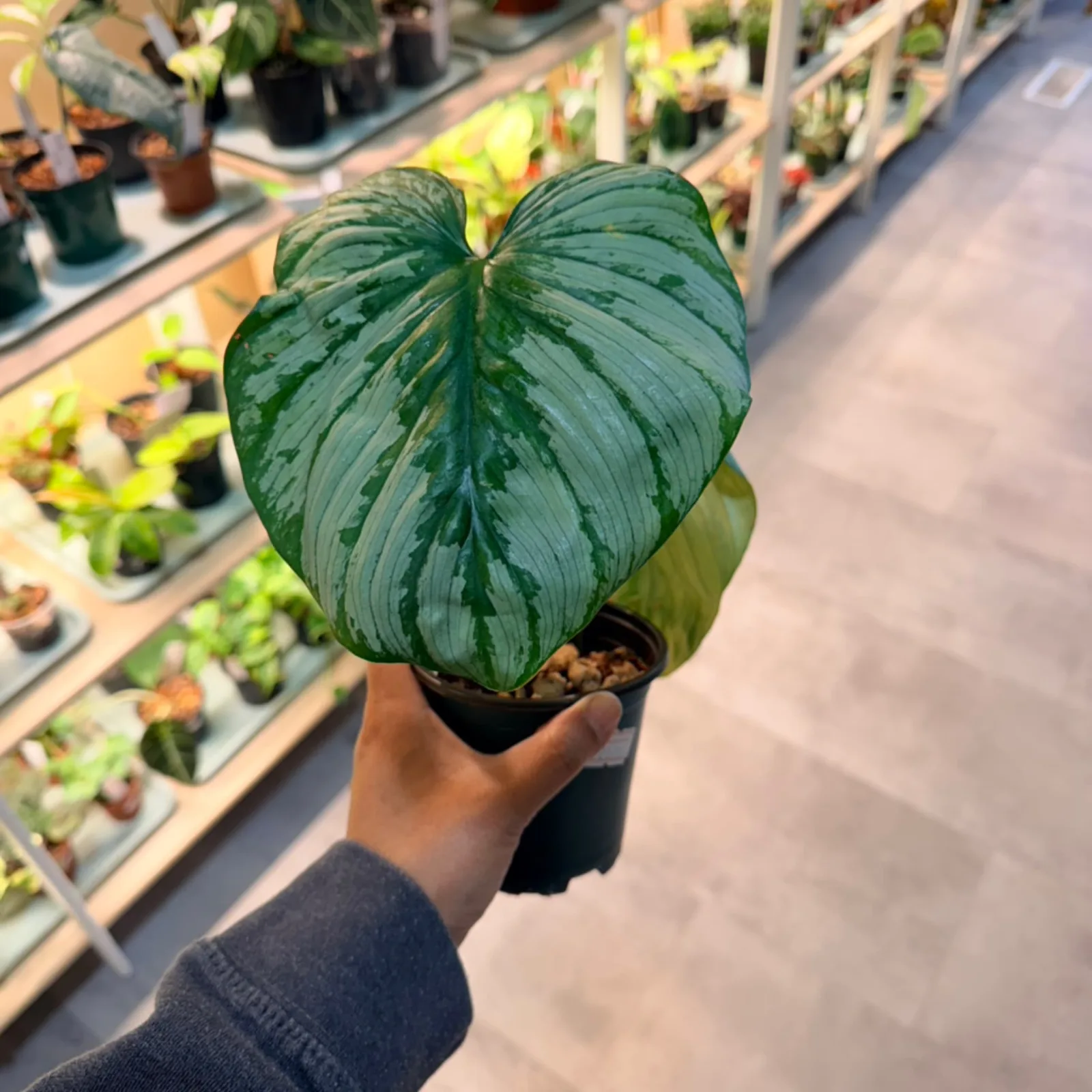 Philodendron Pastazanum with large heart-shaped green leaves in small black pot