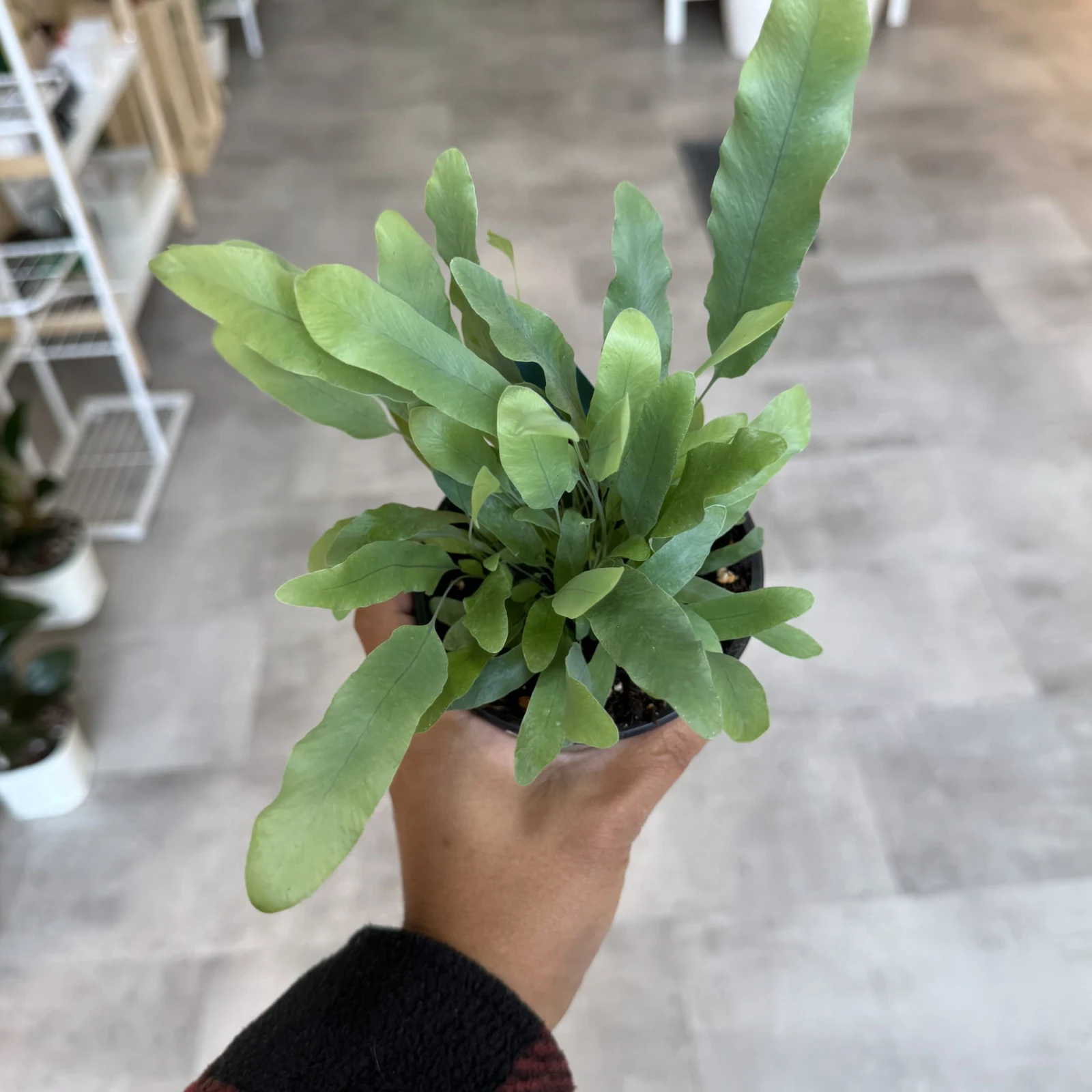 Blue Star Fern with upright green fronds in small black plastic nursery pot, held in hand.