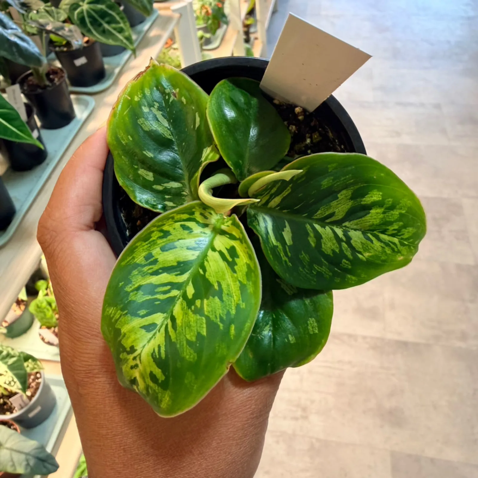 Homalomena Camouflage houseplant with variegated green leaves in black pot, held in hand.