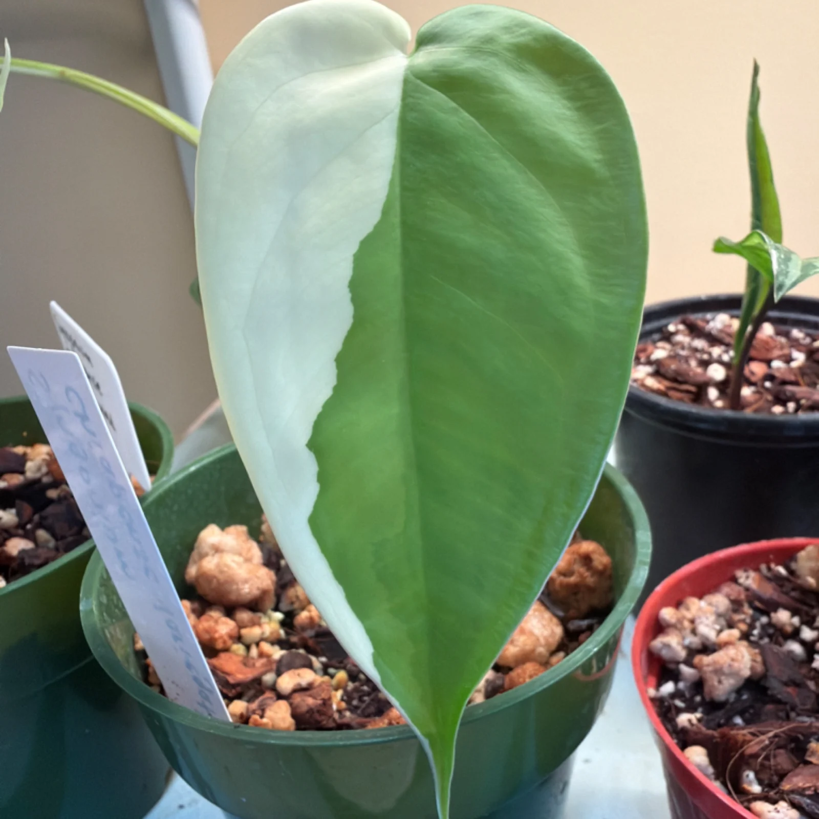 Syngonium Chiapense Variegated with white and green leaves in small gray pot.