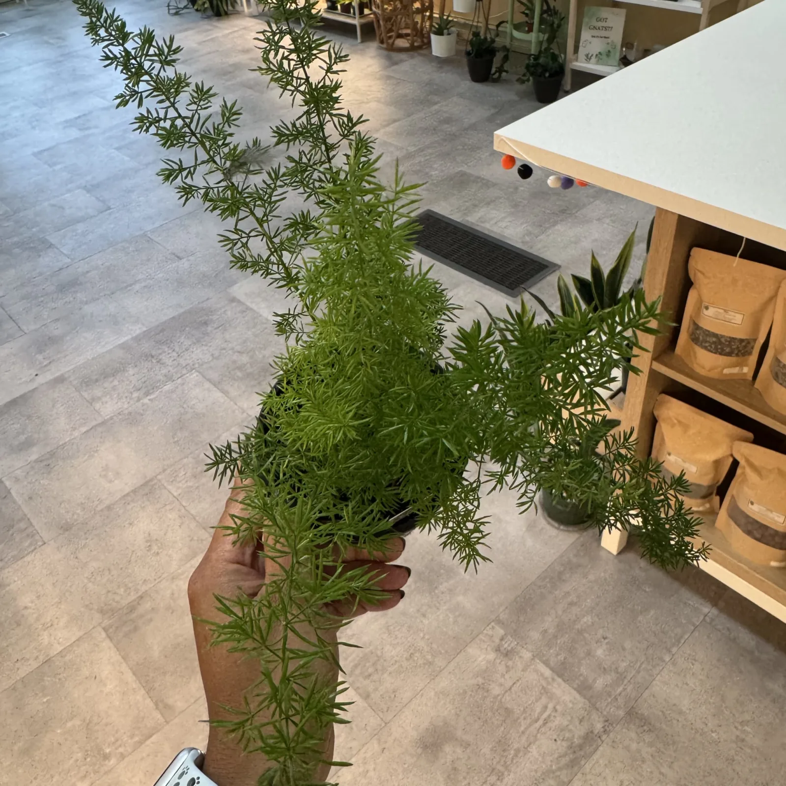 Asparagus Fern 'Meyerii' with feathery green foliage in terracotta pot, held in hand.