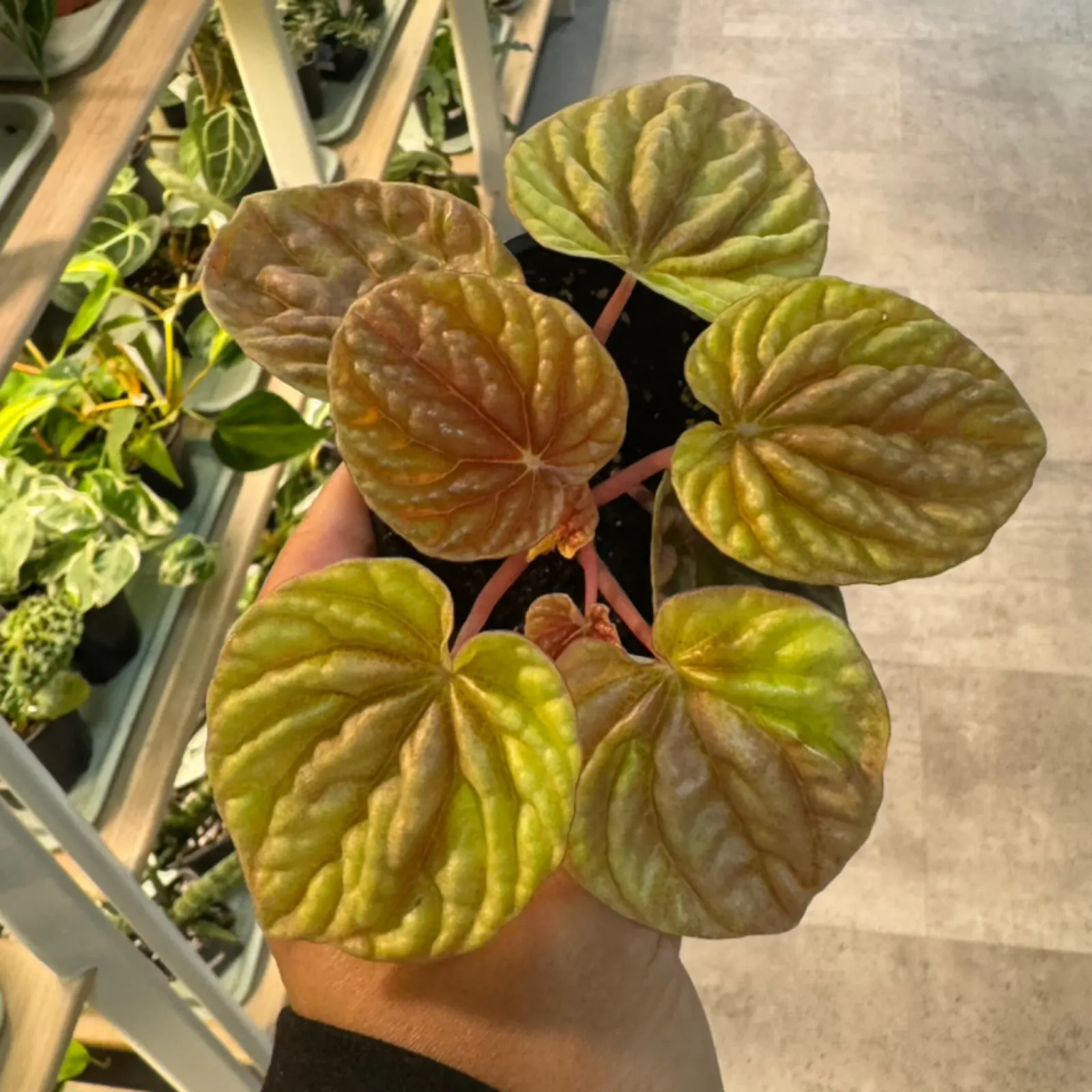 Peperomia Quito houseplant with heart-shaped leaves in terracotta pot, indoor plant.