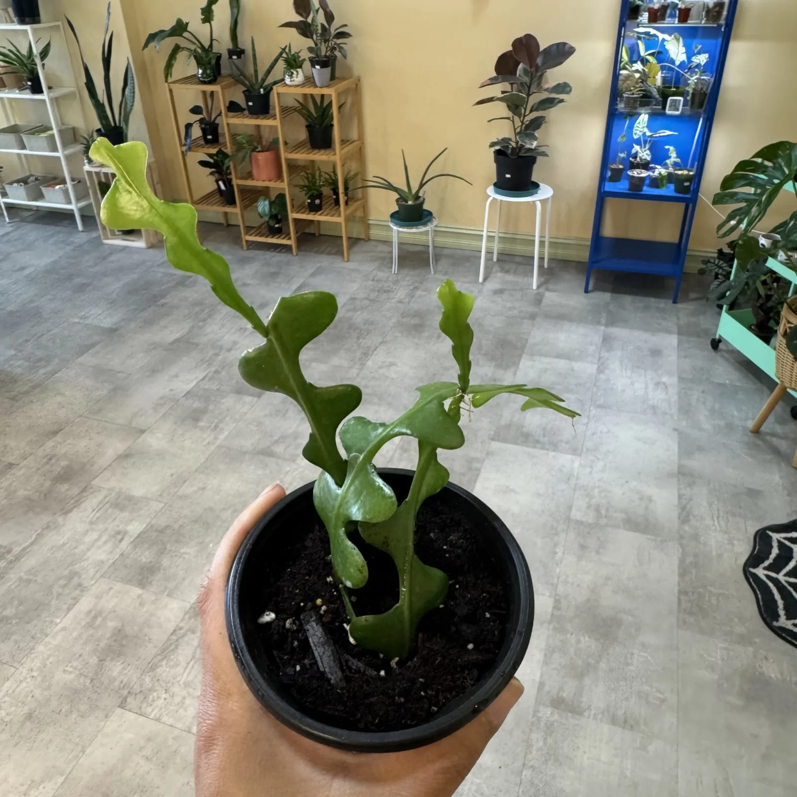 Fishbone Cactus with segmented green stems in black plastic pot held in hand