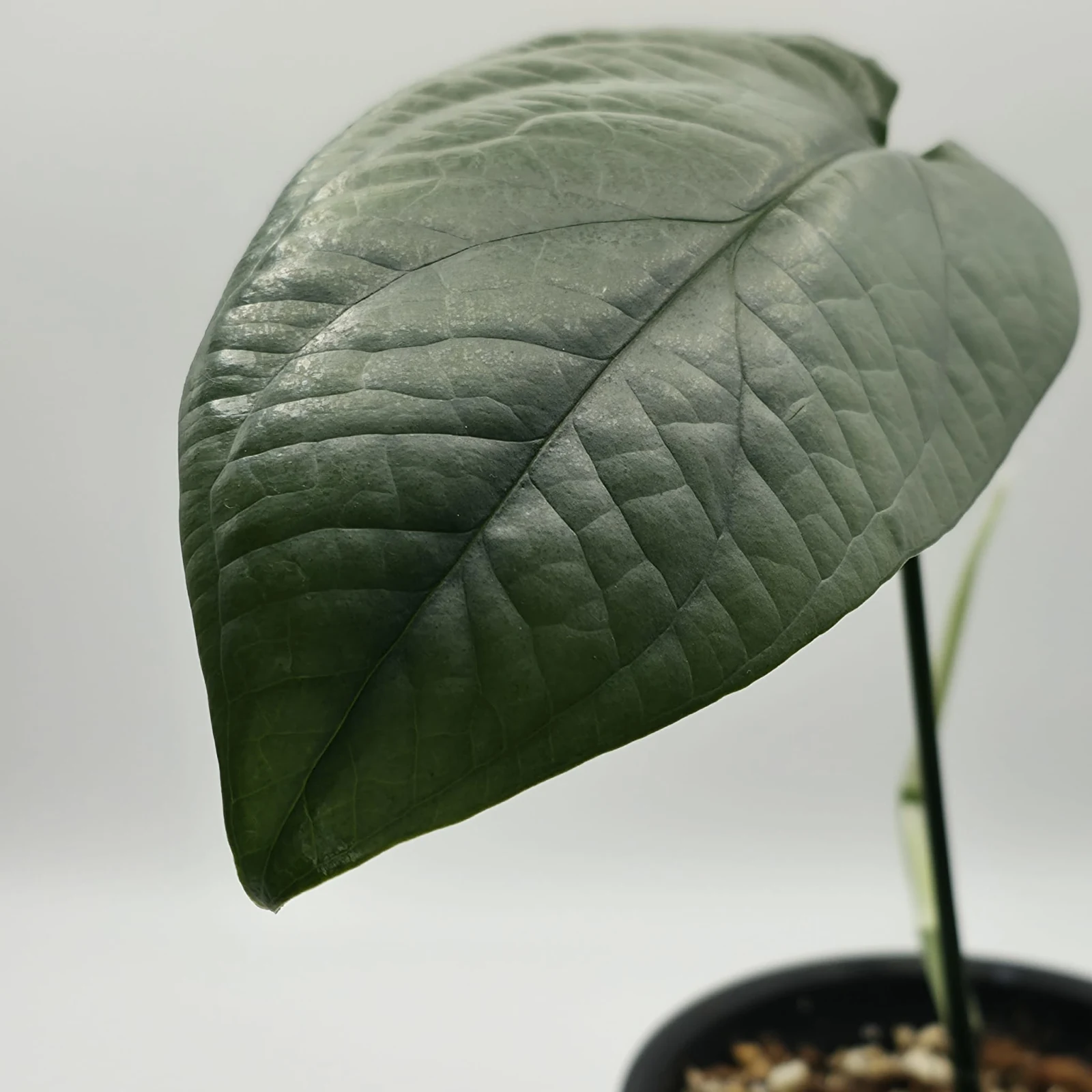 Amydrium Medium Silver houseplant with silvery-green heart-shaped leaf in small pot.