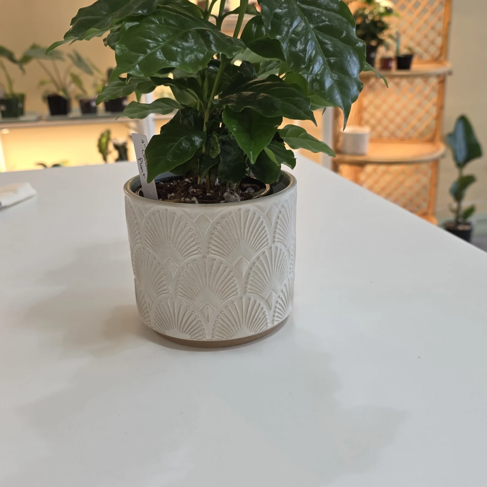5" Palm Pot with green foliage in white textured ceramic planter on table