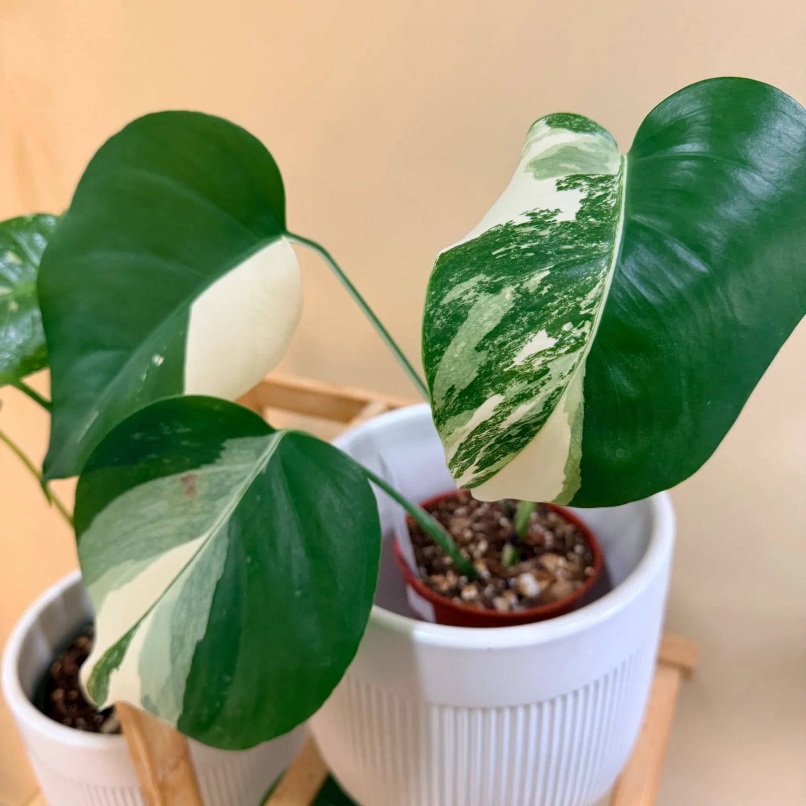 Monstera Albo with high variegation in white ceramic pot on wooden stand.