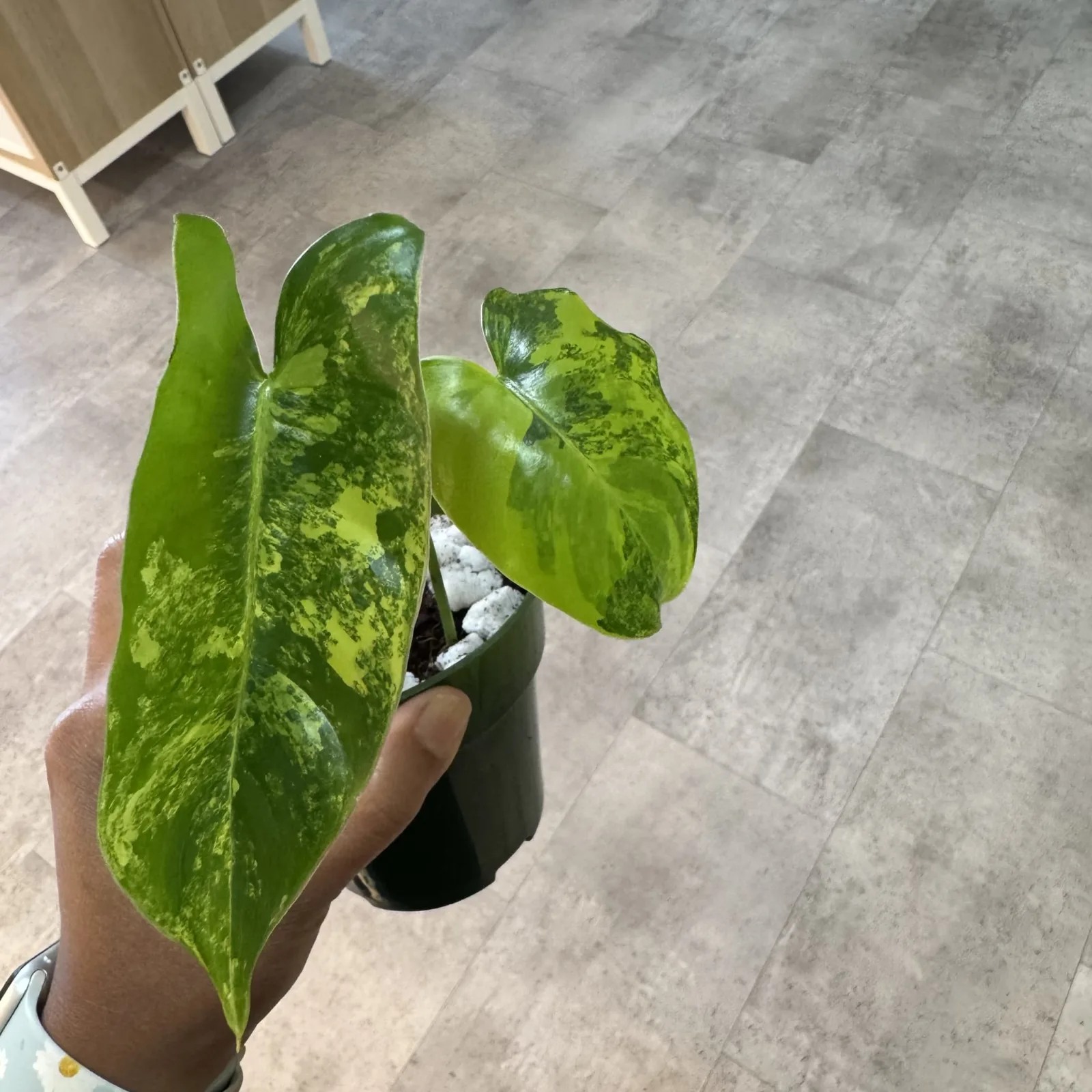 Philodendron Burle Marx Variegated with green and white variegated leaves in black pot.