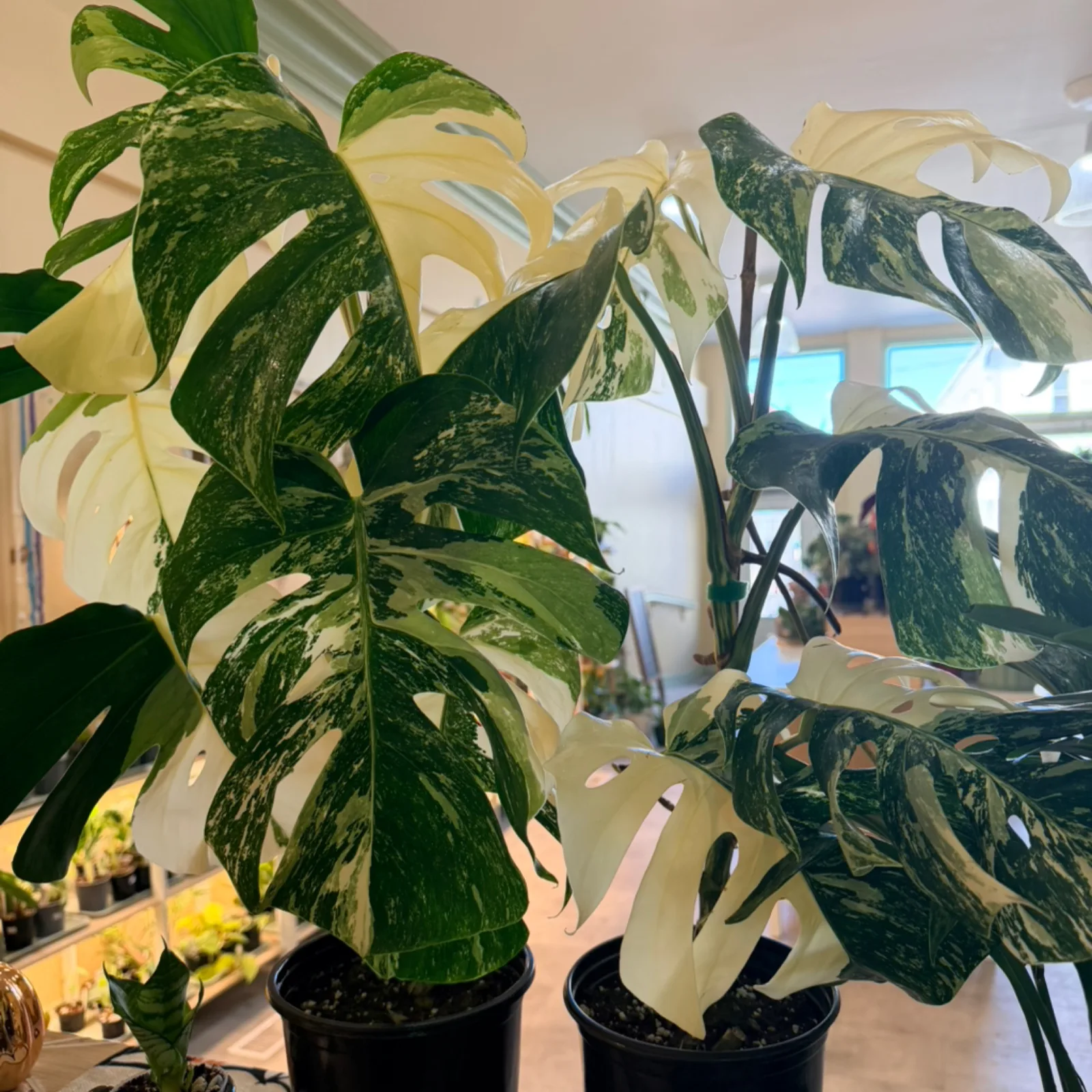 High Variegated Monstera Albo Minty with white and green variegated leaves in black pot