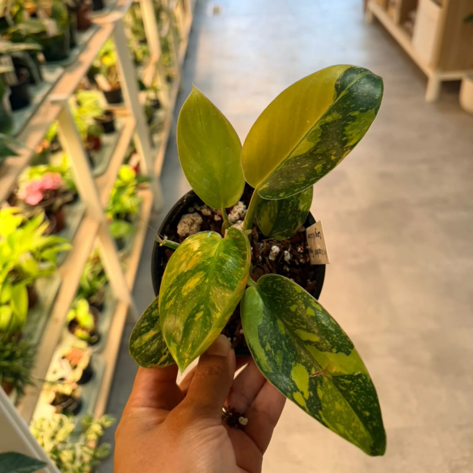 Philodendron Green Congo Nuclear with variegated green leaves in black nursery pot, held in hand.