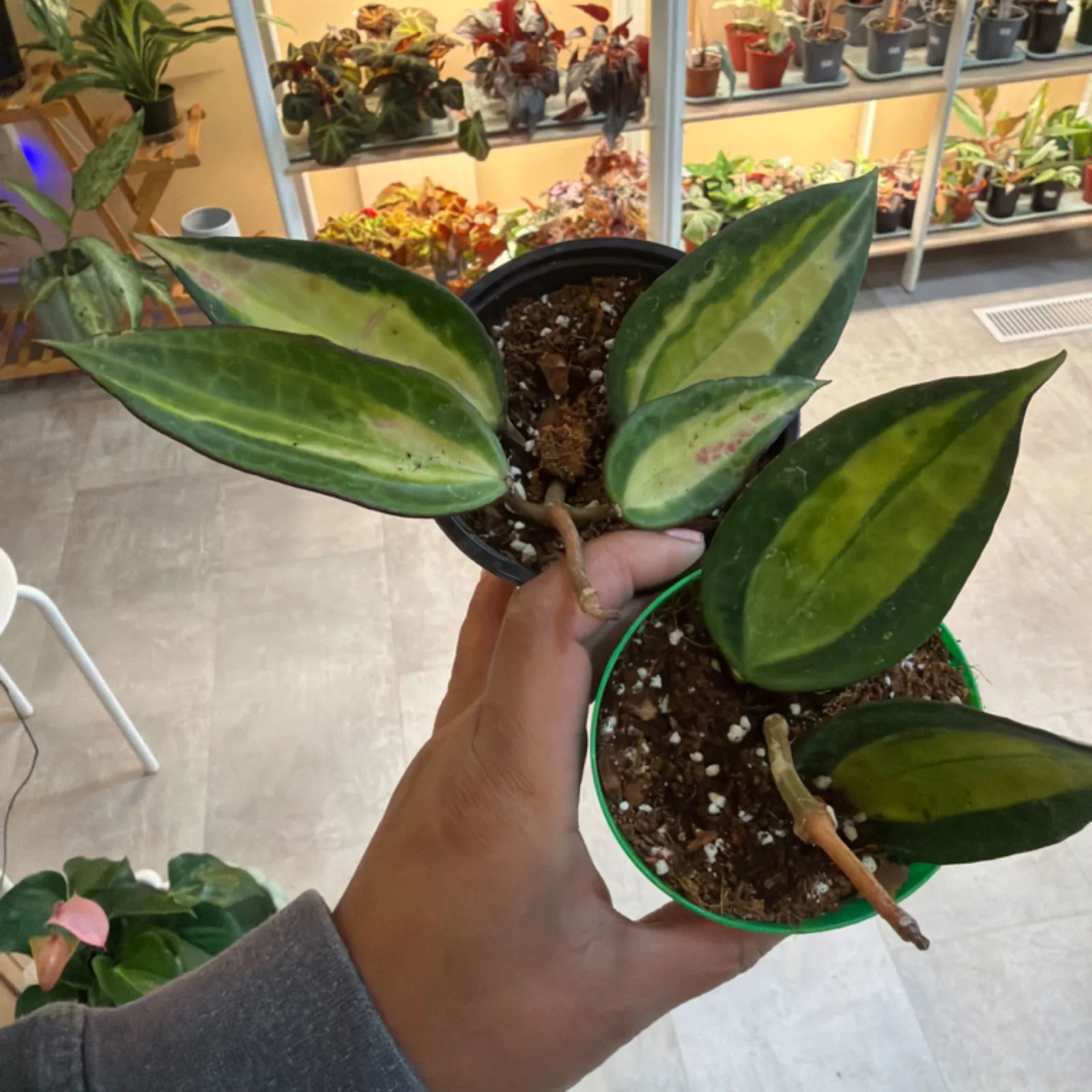 Hoya Macrophylla 'Pot of Gold' houseplant with variegated leaves in red pot, held in hand.