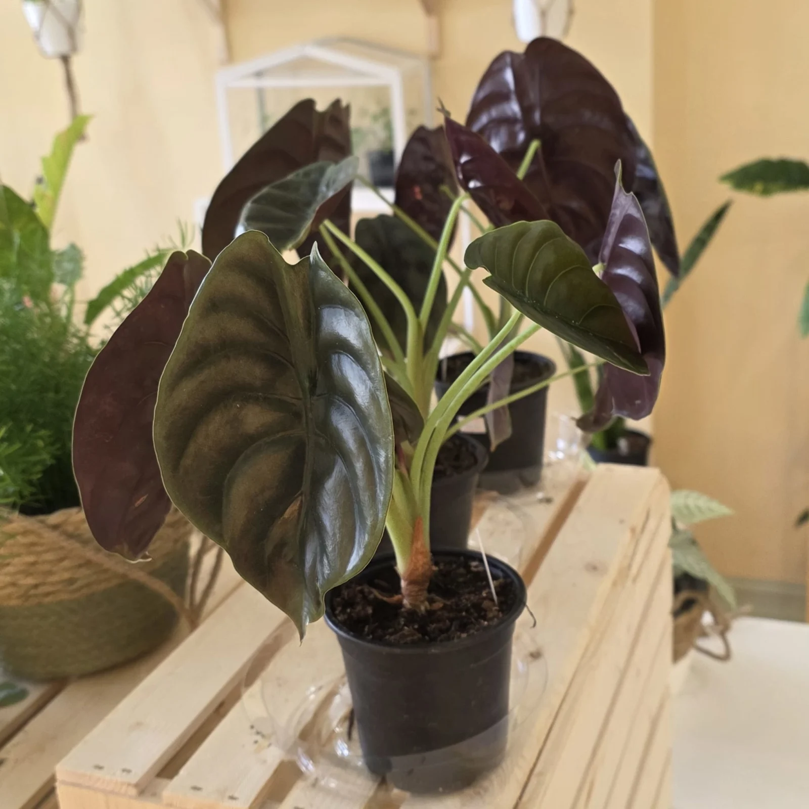 Alocasia Red Cuprea Secret houseplant with deep burgundy leaves in small black pot.