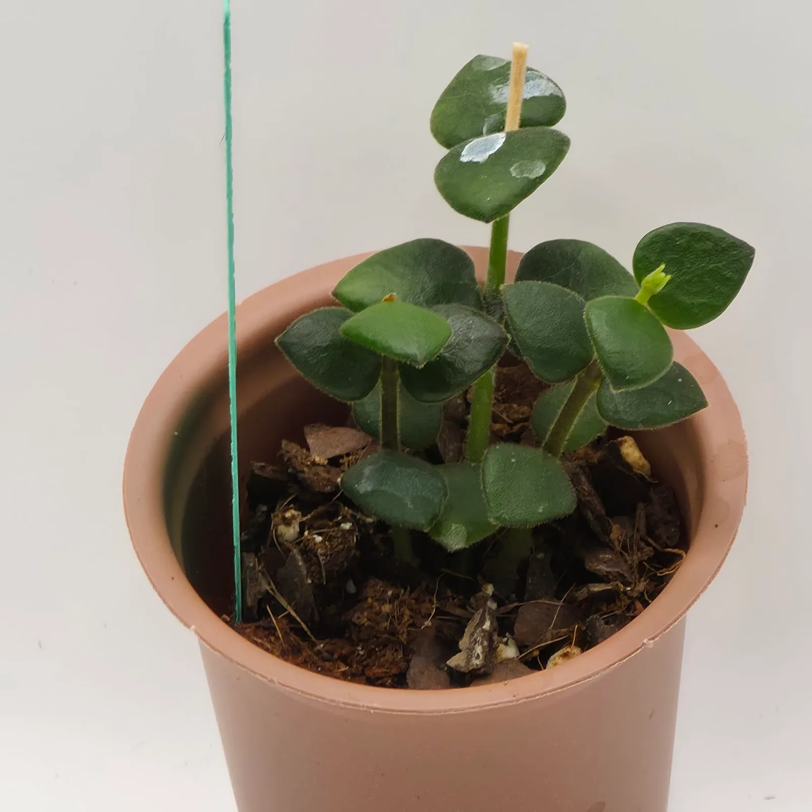 Hoya Chinghungensis — image 2