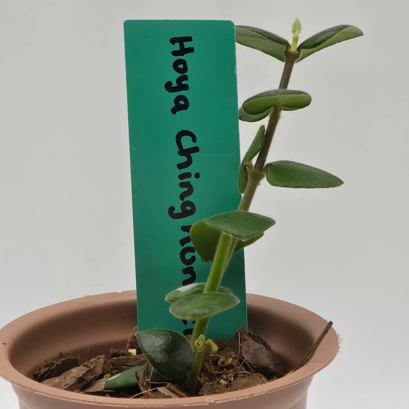 Hoya Chinghungensis — image 3
