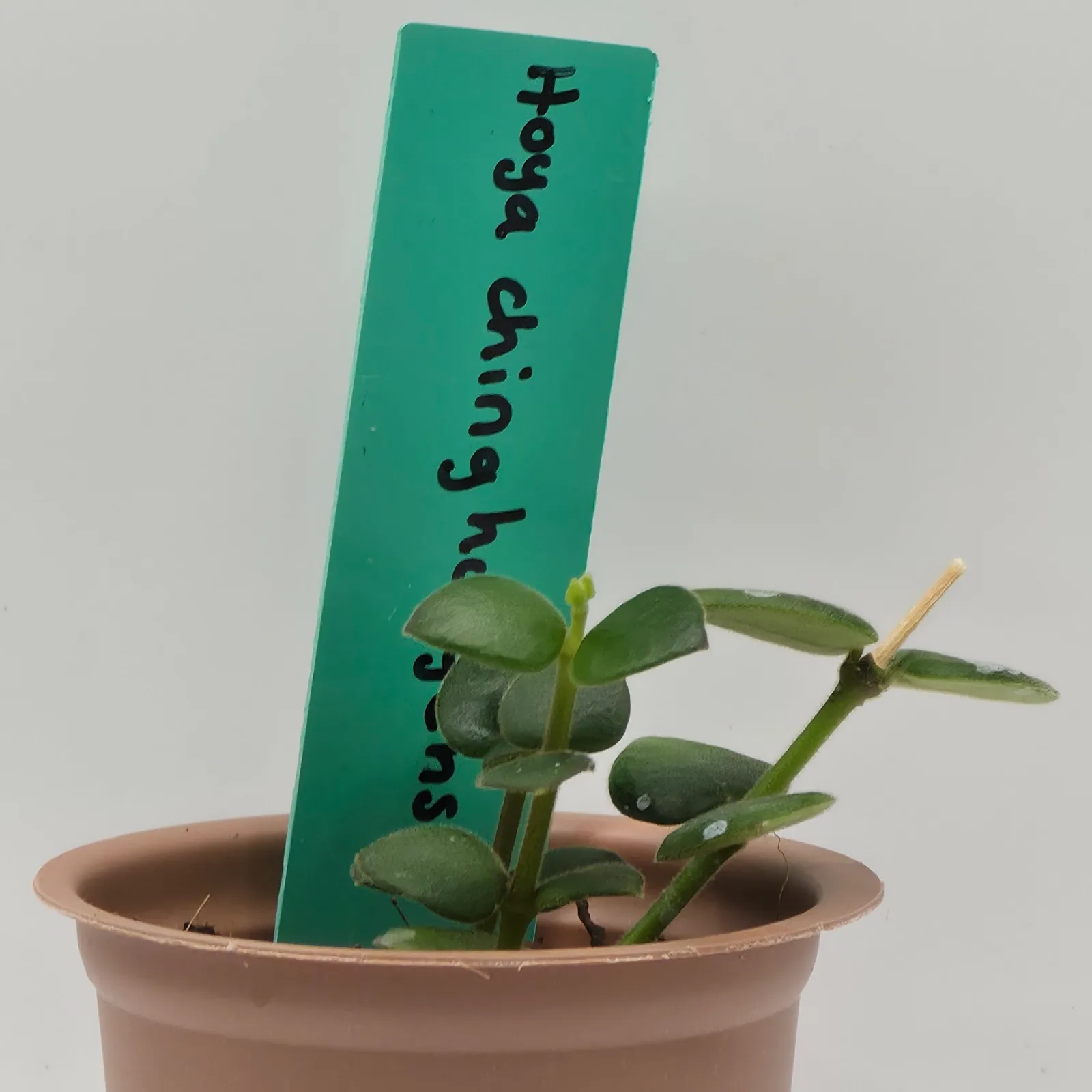 Hoya Chinghungensis — image 4