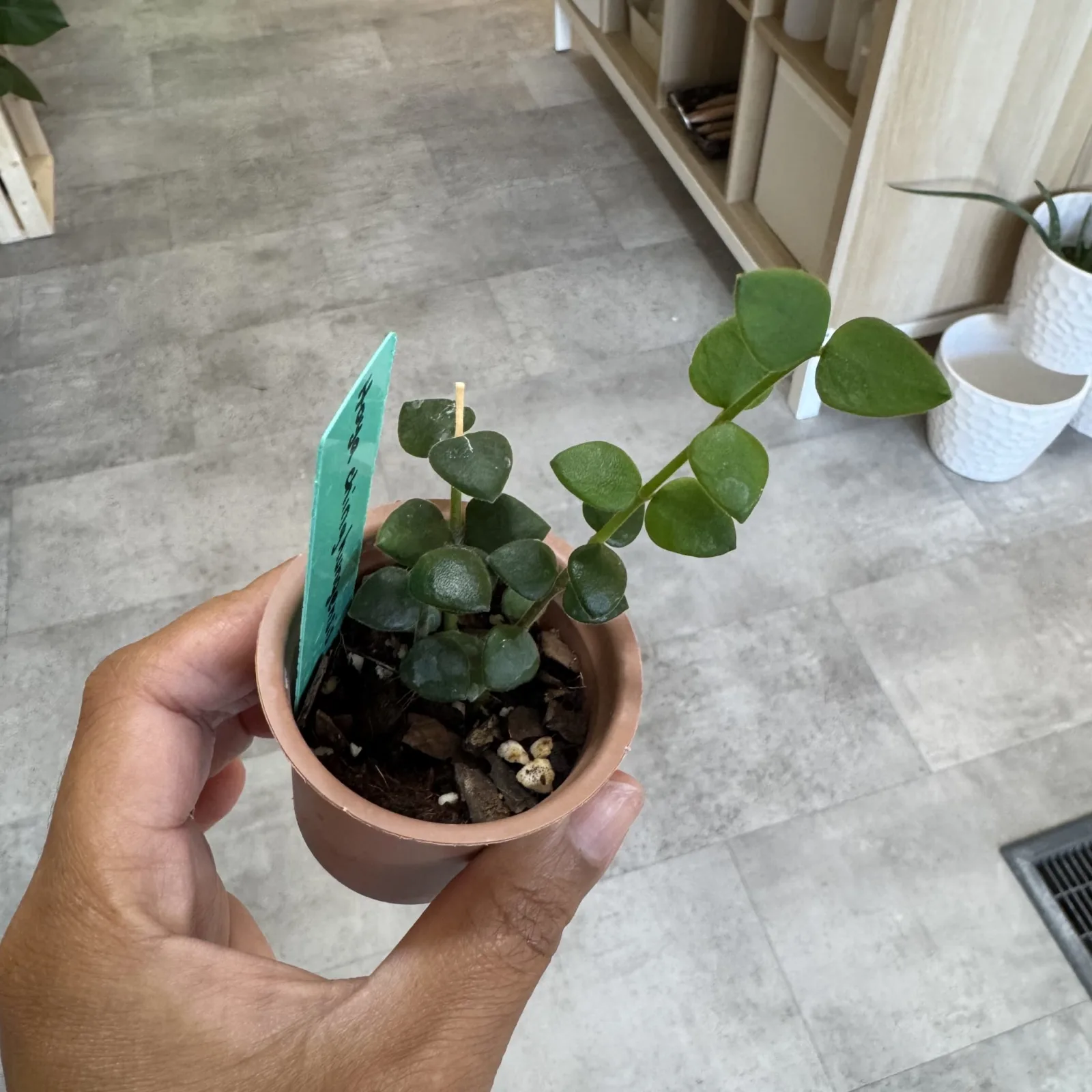 Hoya Chinghungensis small potted plant with round leaves in terracotta pot.