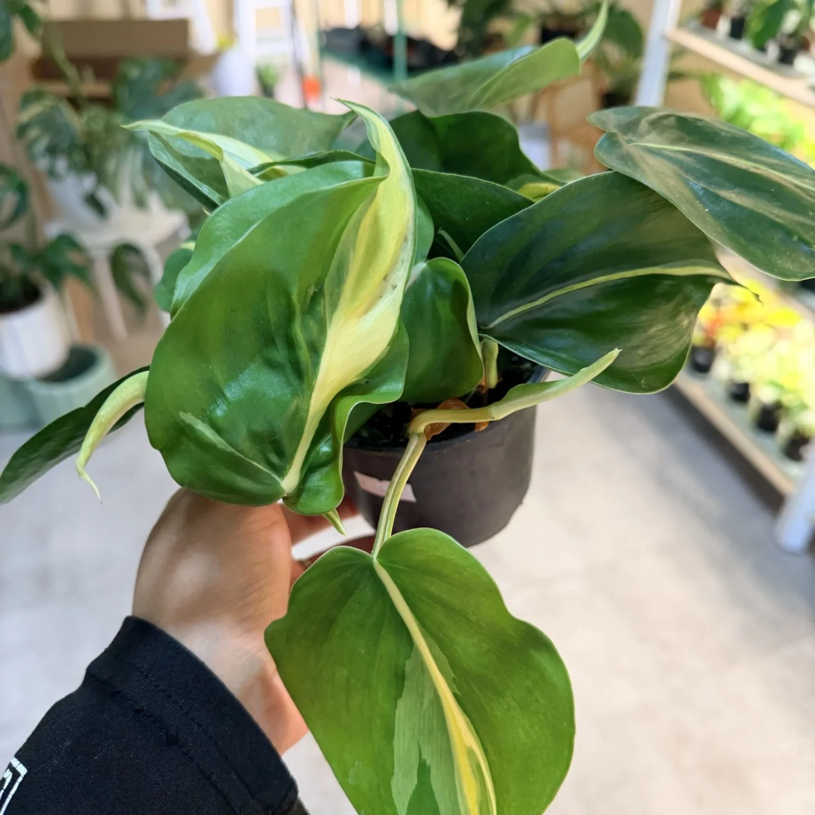 Philodendron Rio houseplant with variegated green and yellow leaves in small gray pot.