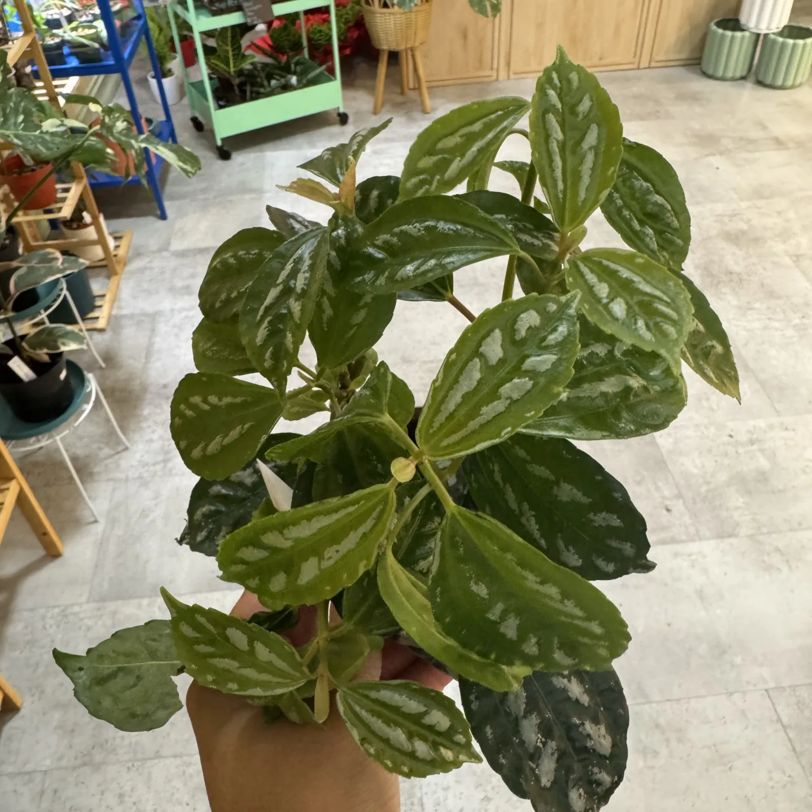 Pilea Aluminum houseplant with distinctive silver-patterned green leaves in terracotta pot indoors.