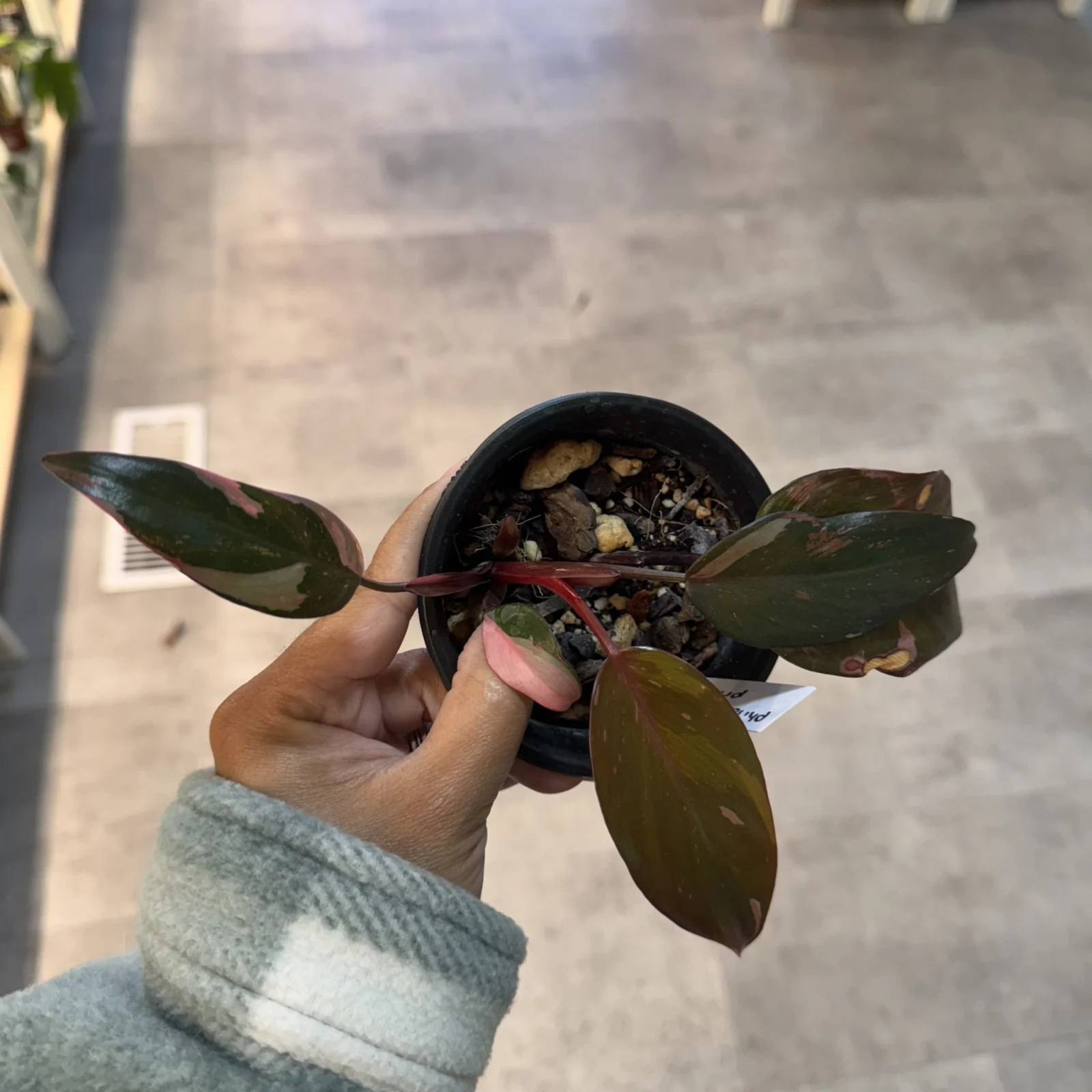 Philodendron Pink Princess with variegated leaves in terracotta pot, held in hand.