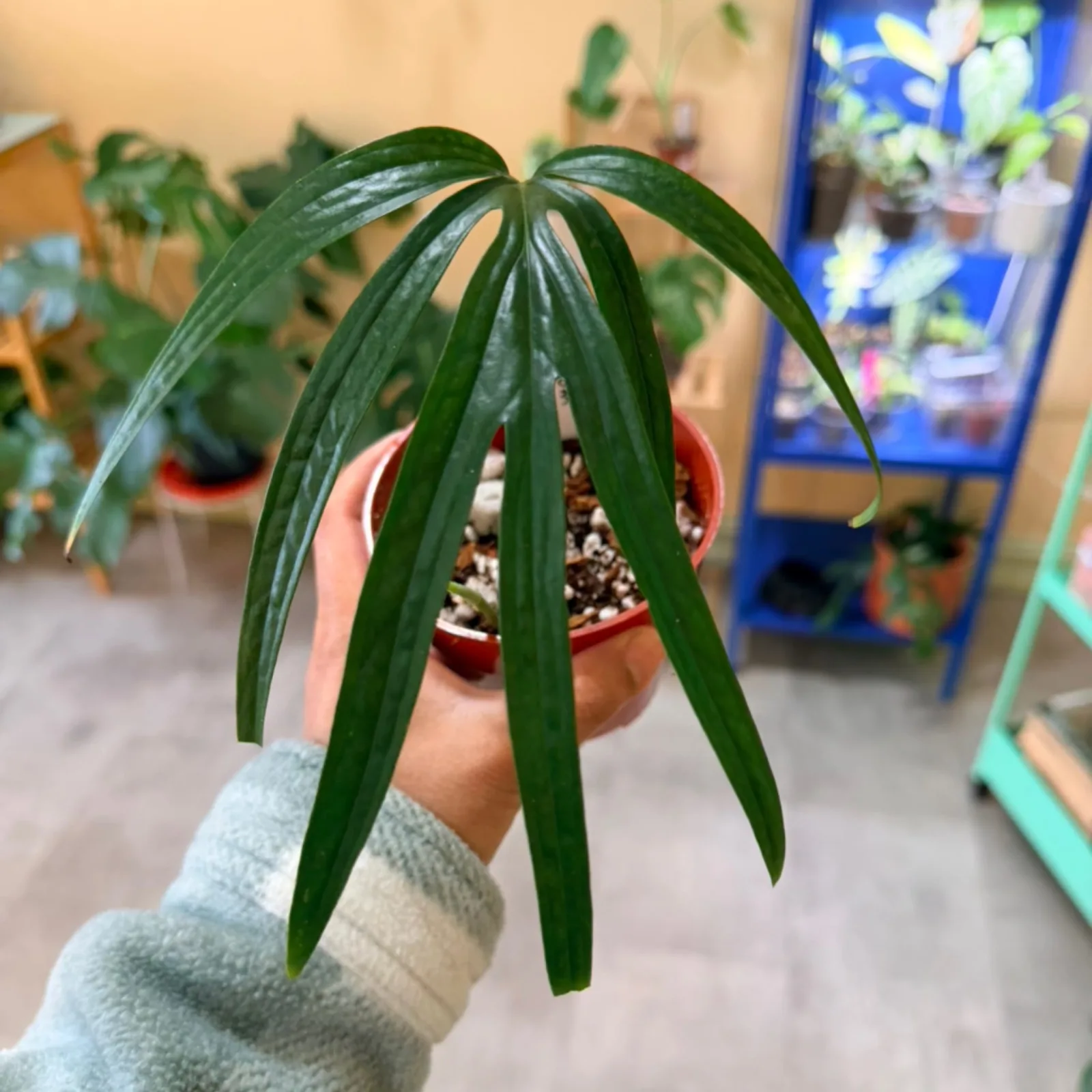 Amydrium Zippelianum houseplant with long green leaves in terracotta pot.